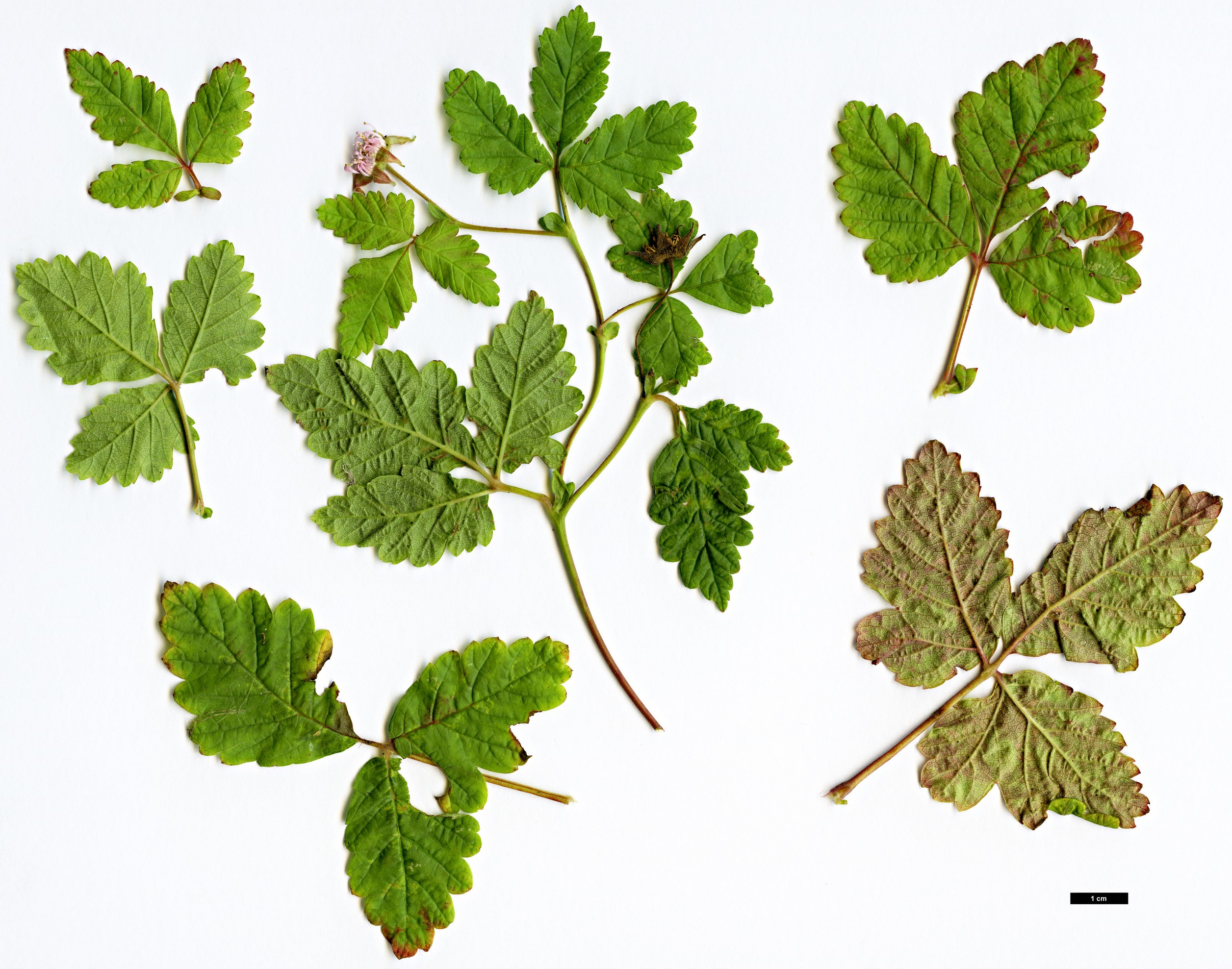High resolution image: Family: Rosaceae - Genus: Rubus - Taxon: arcticus