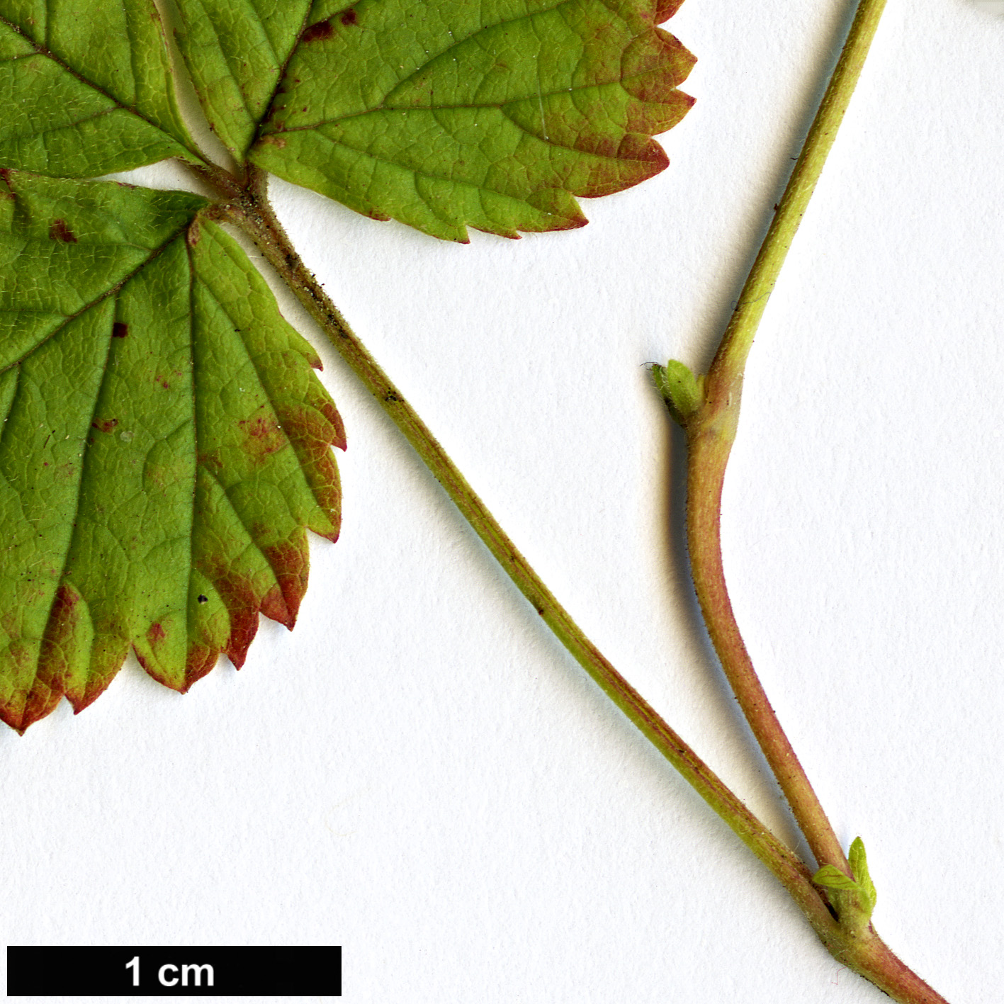 High resolution image: Family: Rosaceae - Genus: Rubus - Taxon: arcticus