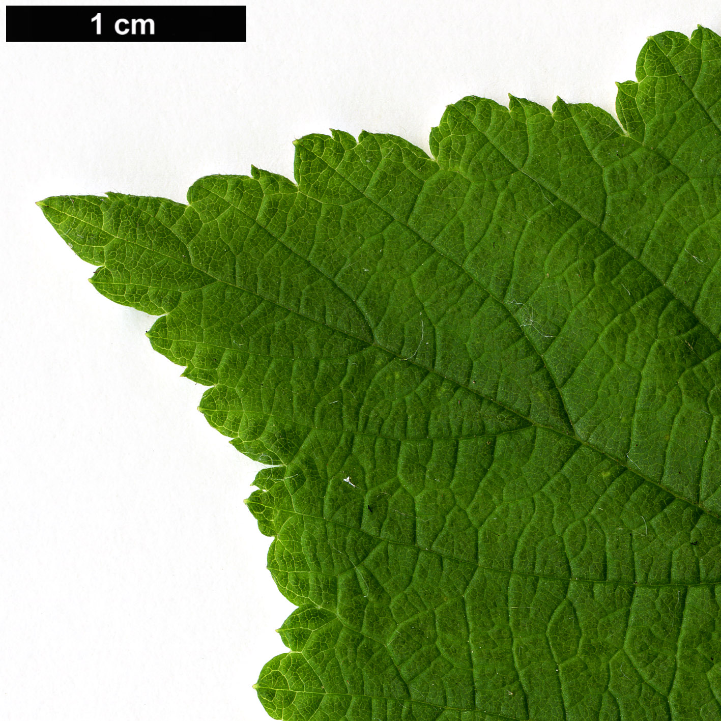 High resolution image: Family: Rosaceae - Genus: Rubus - Taxon: biflorus