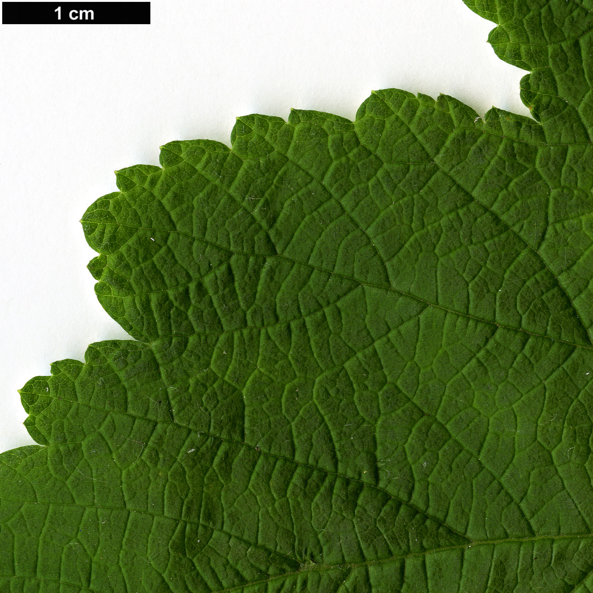 High resolution image: Family: Rosaceae - Genus: Rubus - Taxon: biflorus