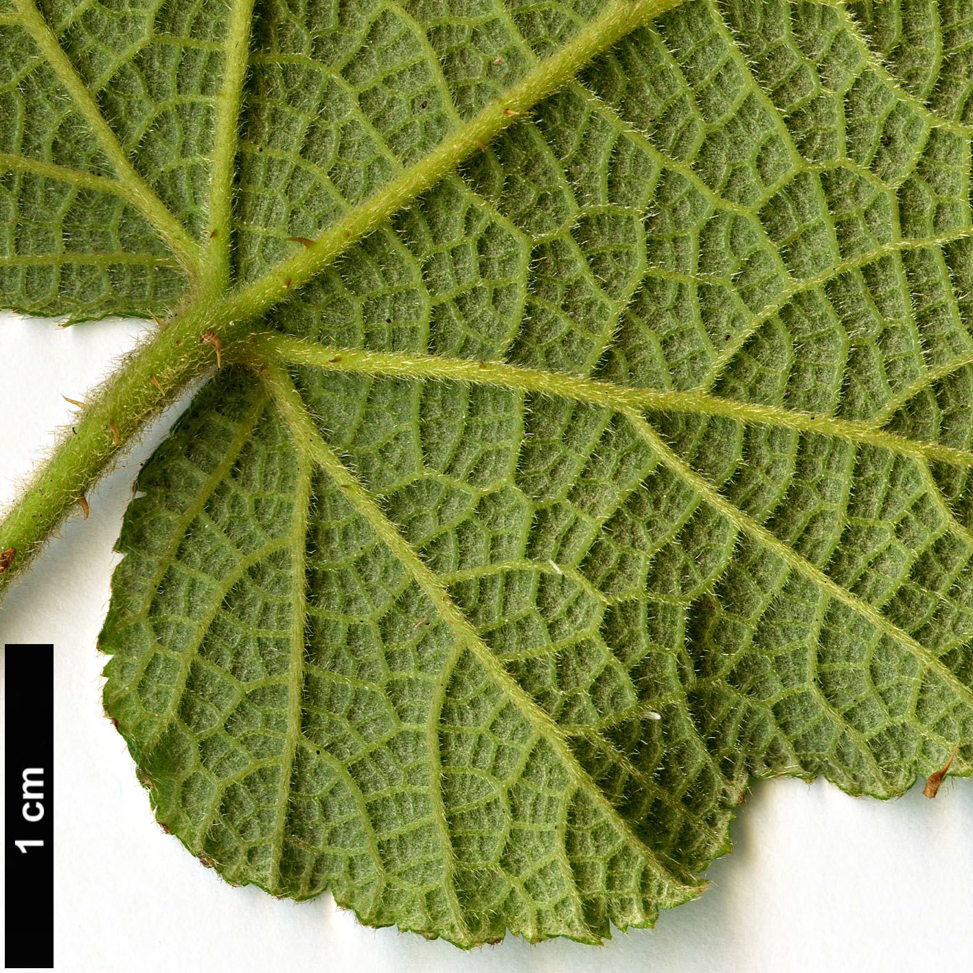 High resolution image: Family: Rosaceae - Genus: Rubus - Taxon: buergeri