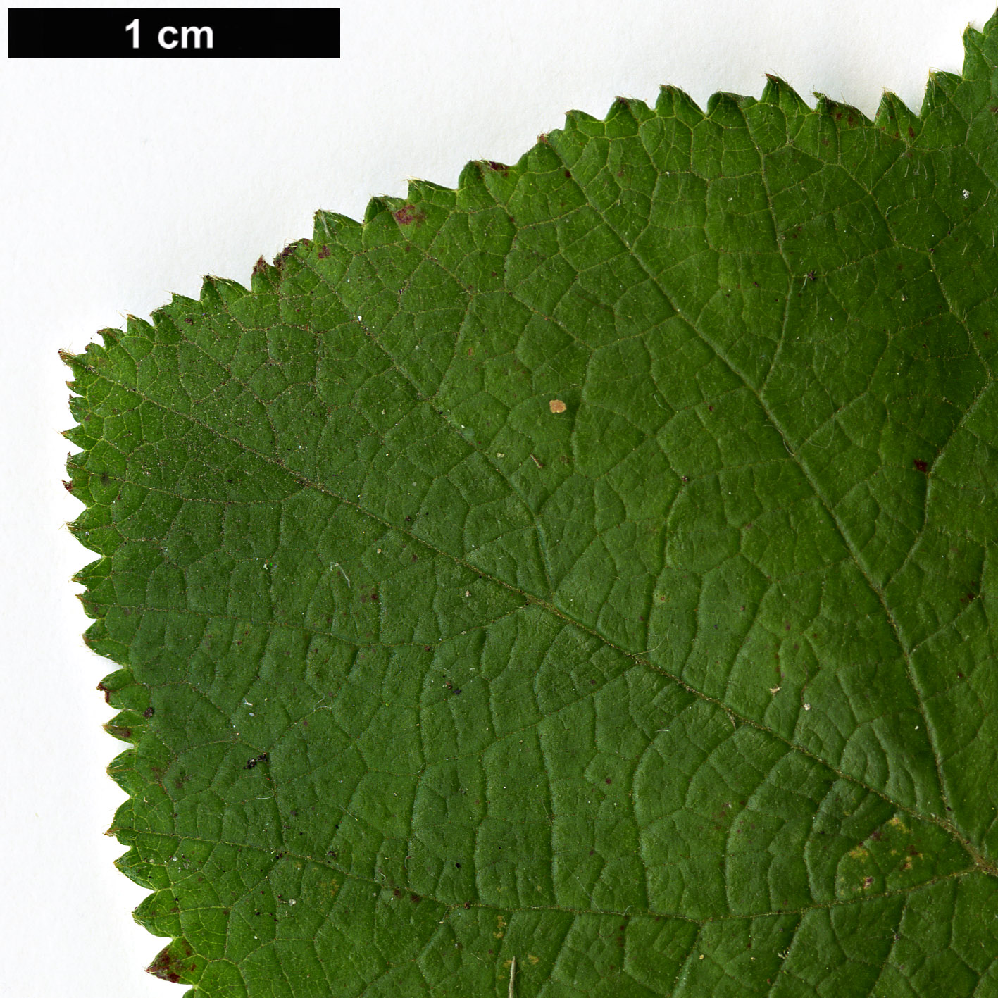 High resolution image: Family: Rosaceae - Genus: Rubus - Taxon: buergeri