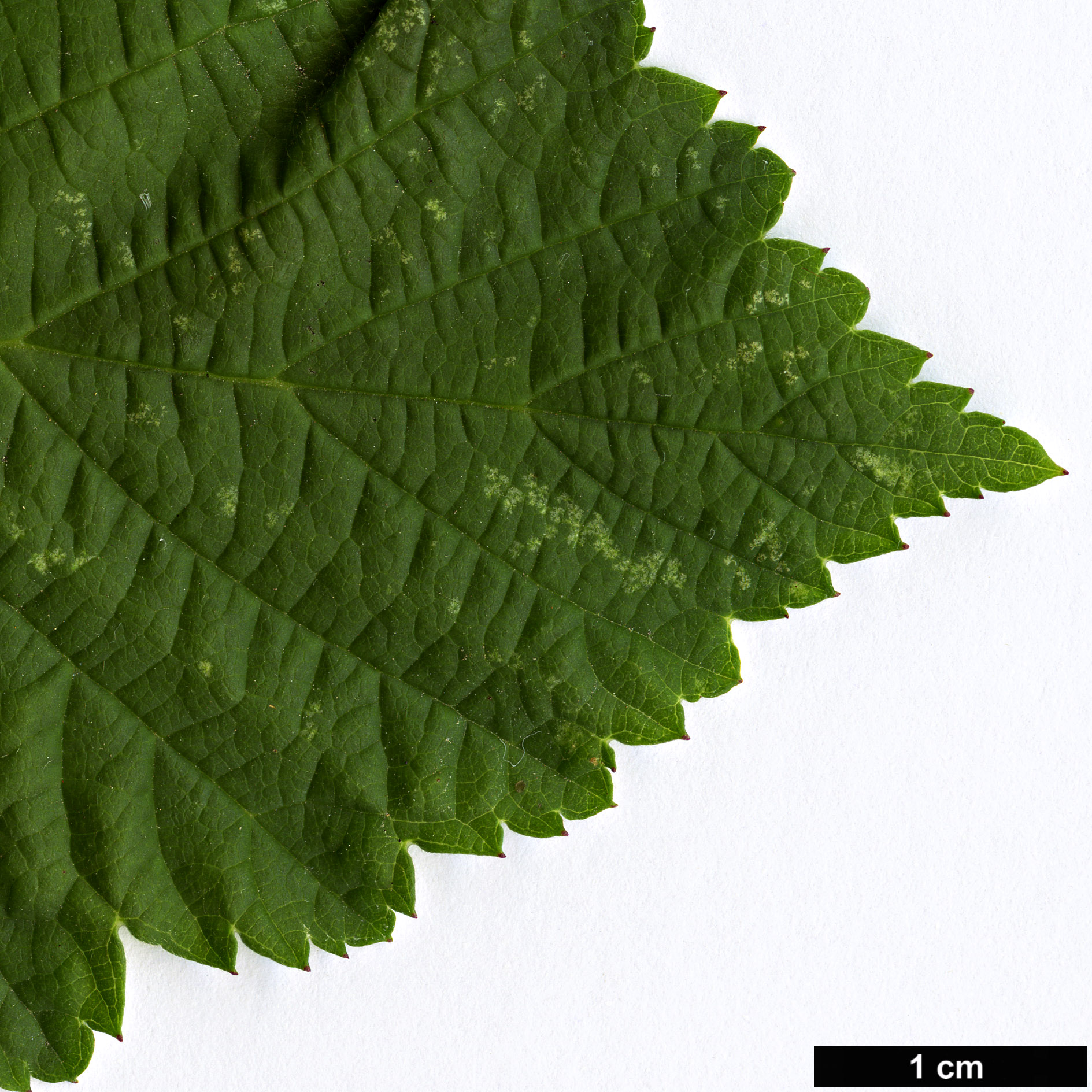 High resolution image: Family: Rosaceae - Genus: Rubus - Taxon: caesius