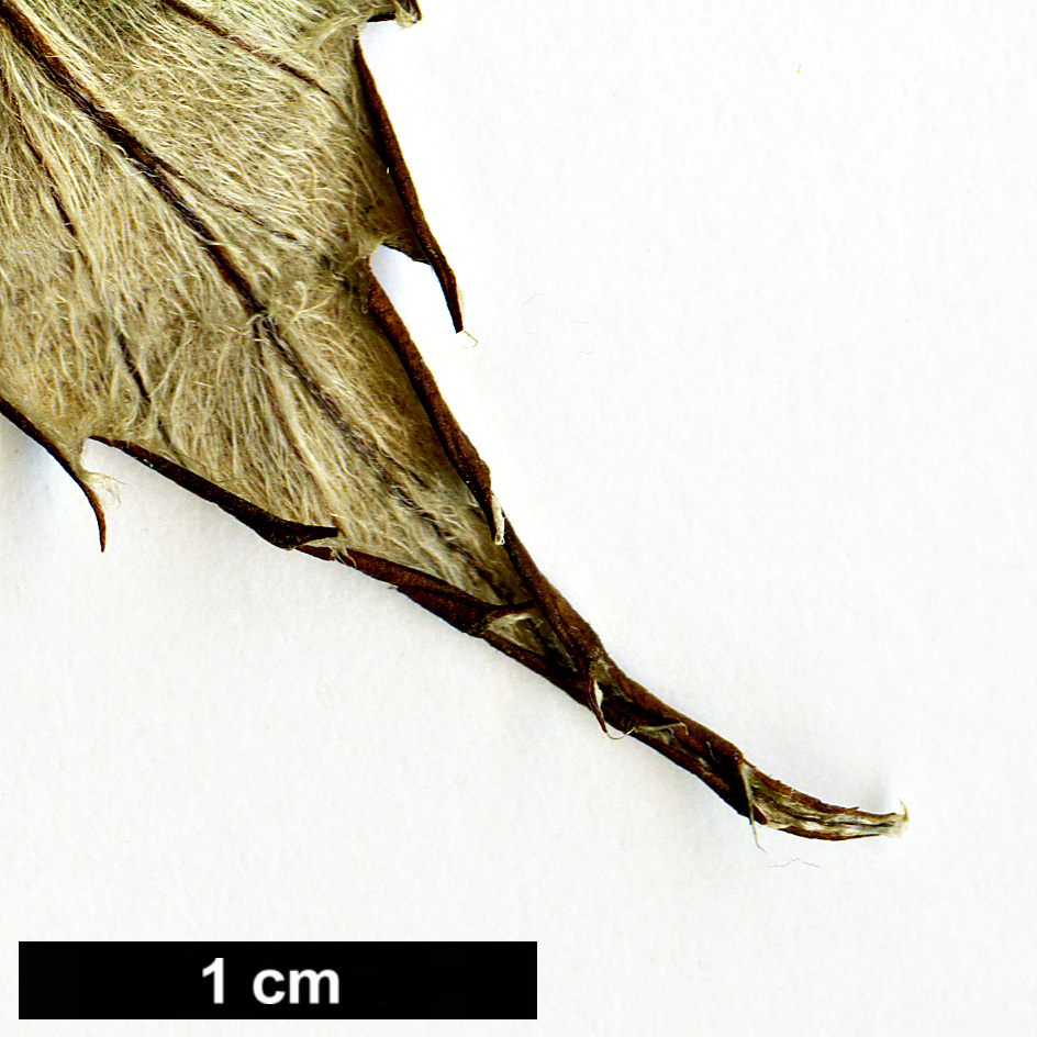 High resolution image: Family: Rosaceae - Genus: Rubus - Taxon: calophyllus