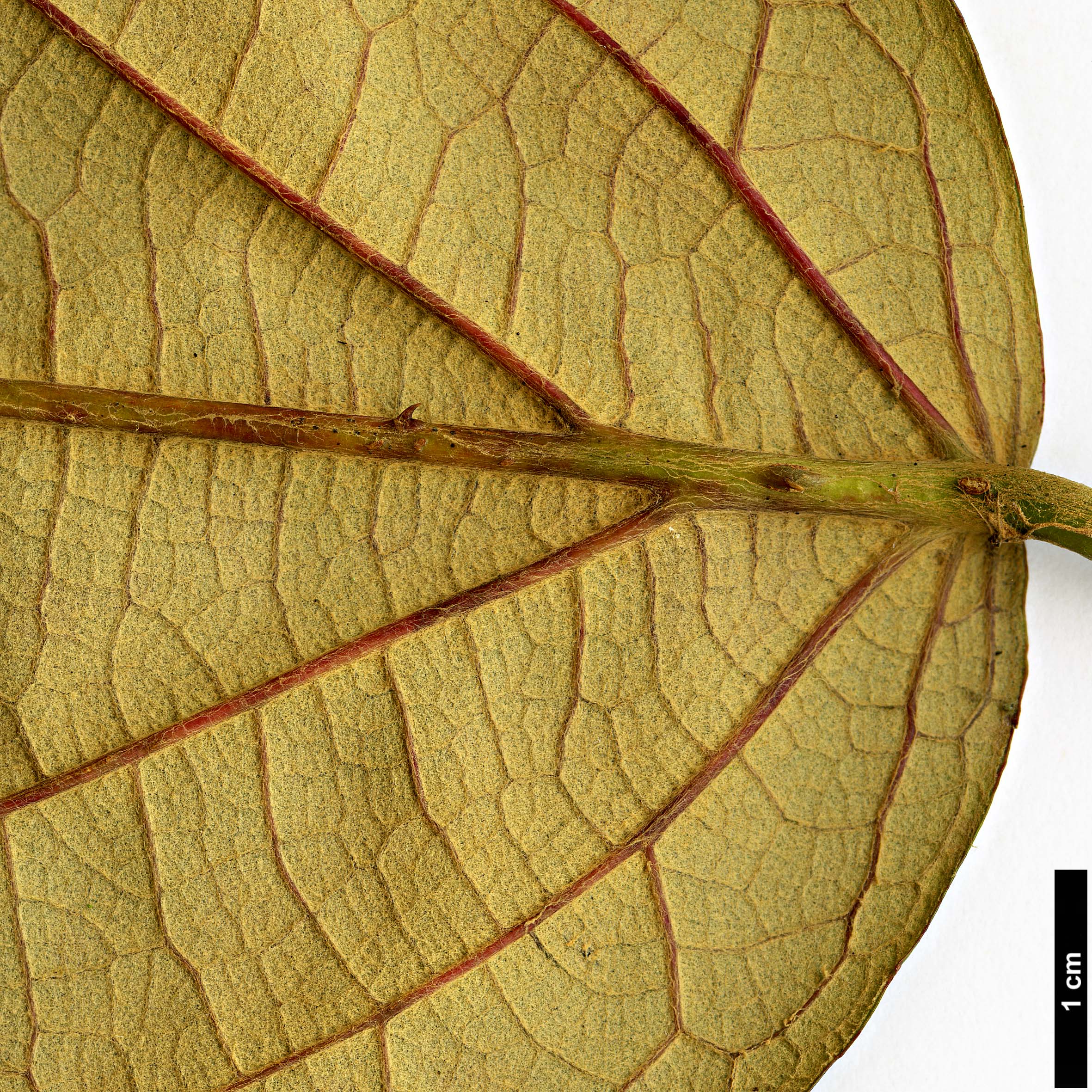 High resolution image: Family: Rosaceae - Genus: Rubus - Taxon: caudifolius