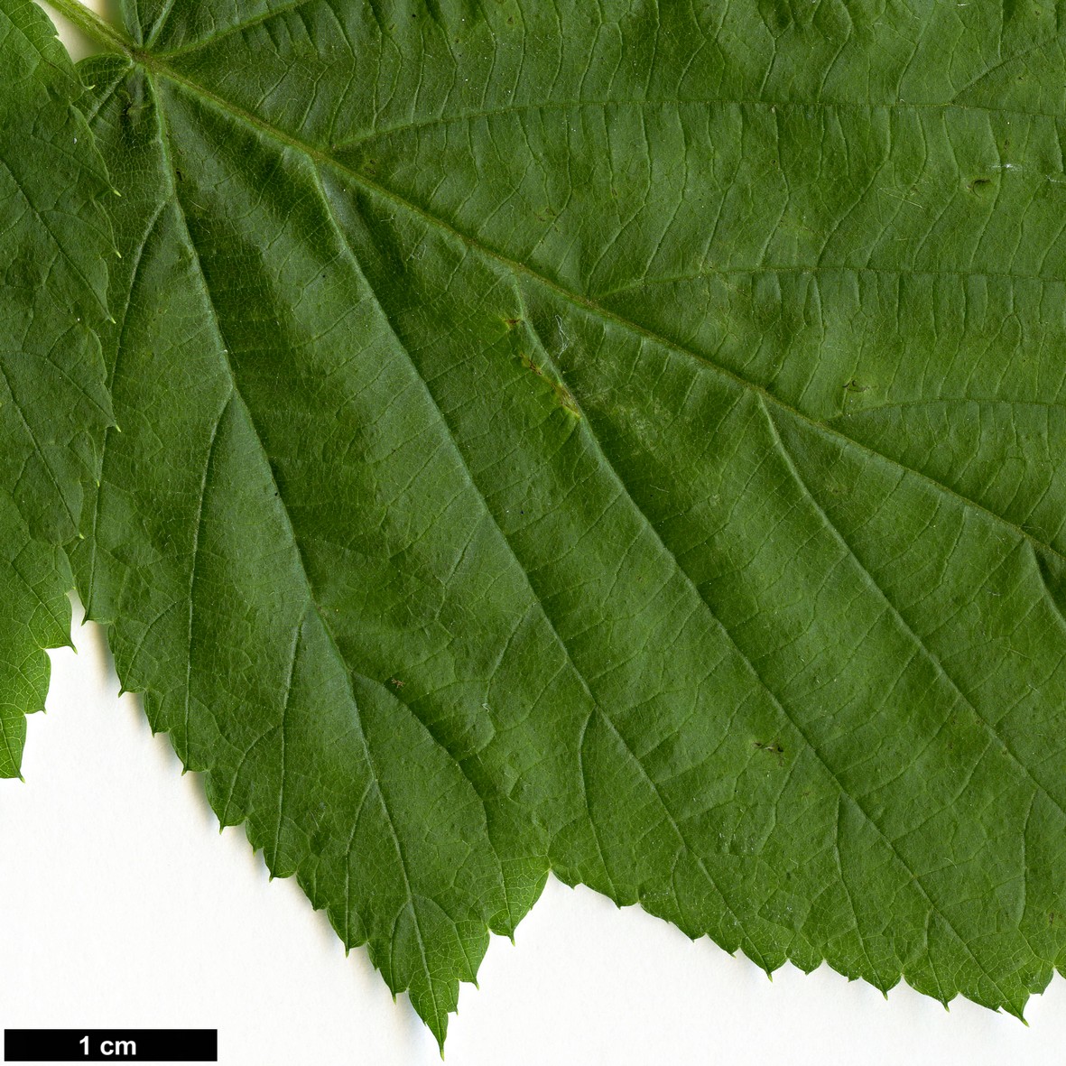 High resolution image: Family: Rosaceae - Genus: Rubus - Taxon: cockburneanus