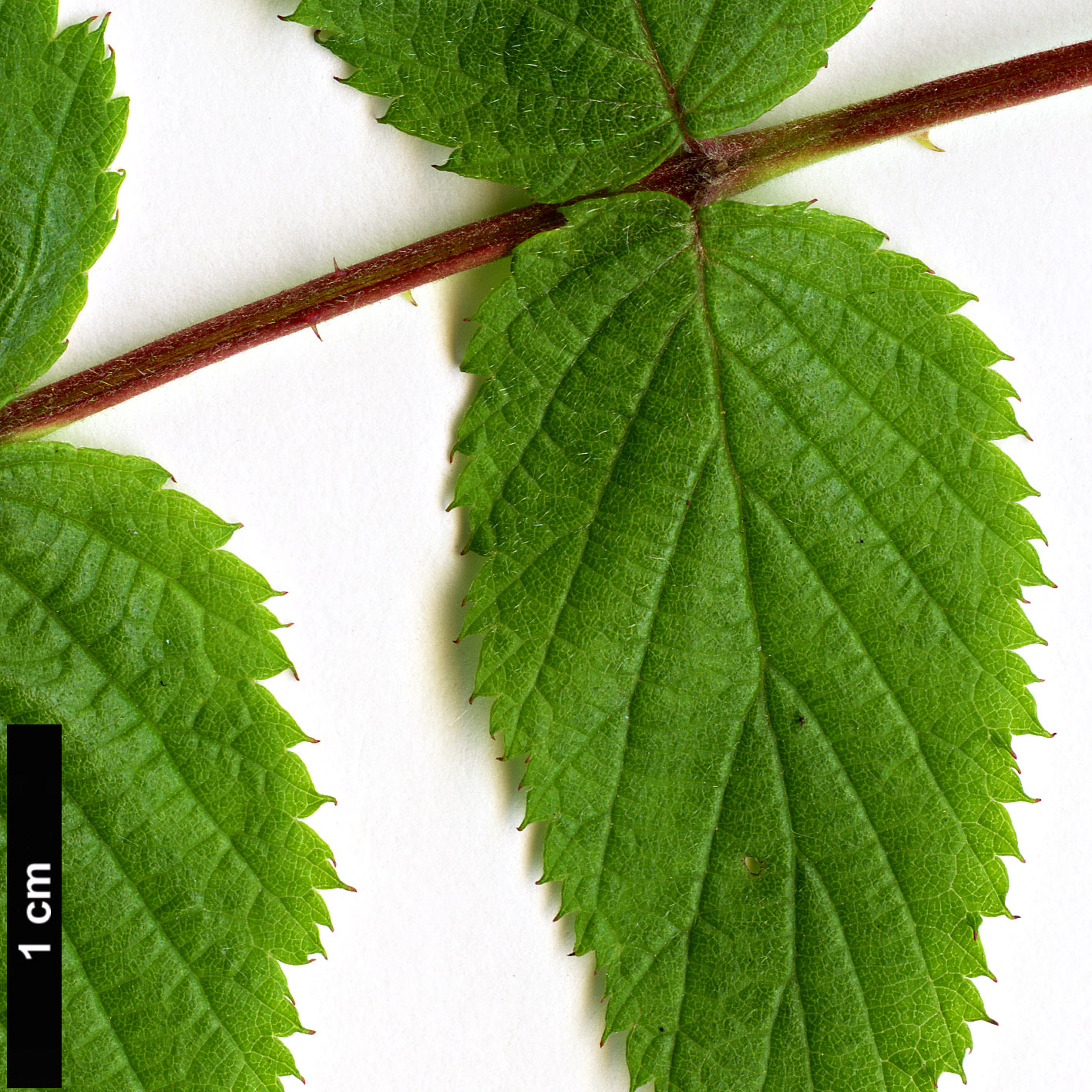 High resolution image: Family: Rosaceae - Genus: Rubus - Taxon: coreanus