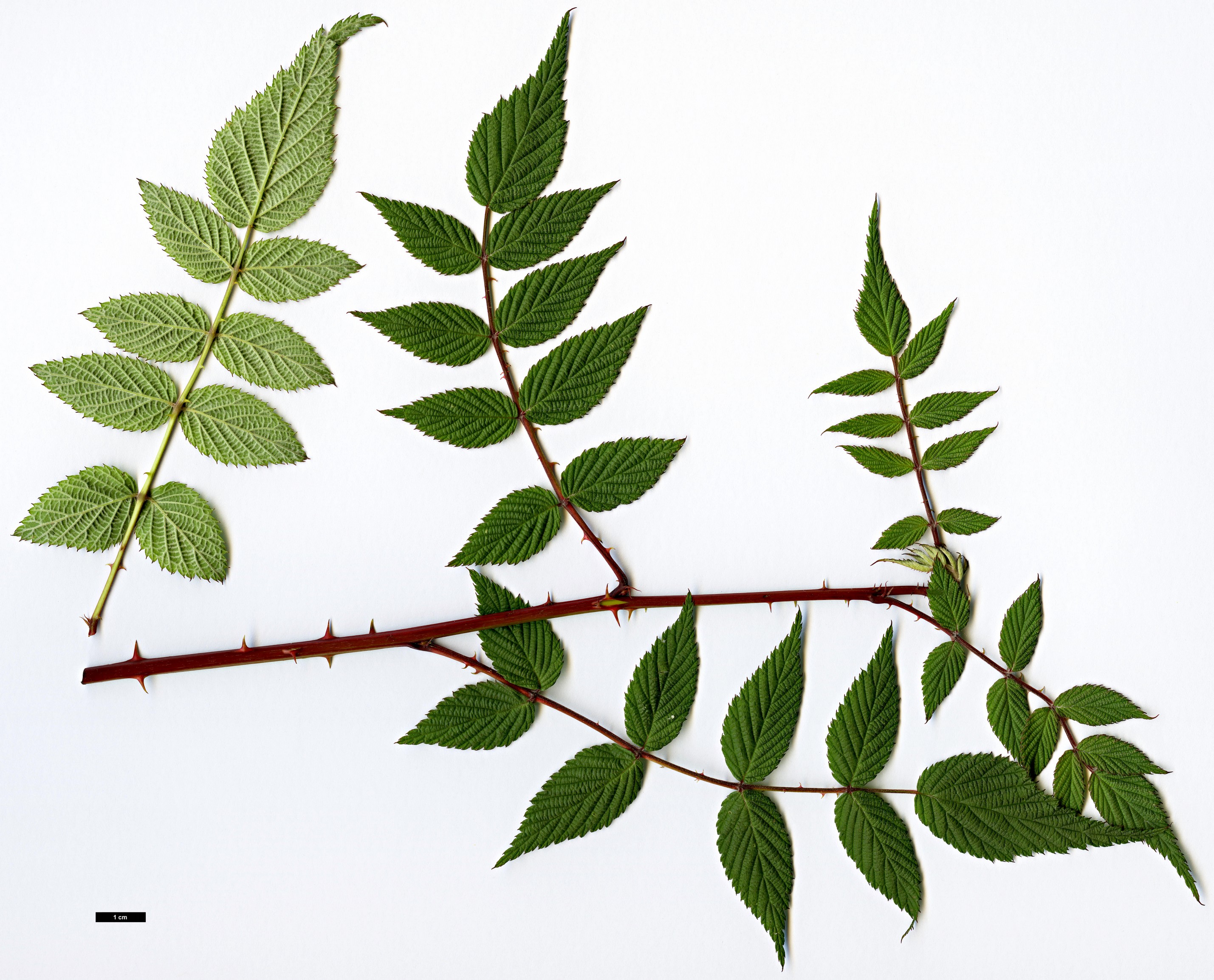 High resolution image: Family: Rosaceae - Genus: Rubus - Taxon: coreanus