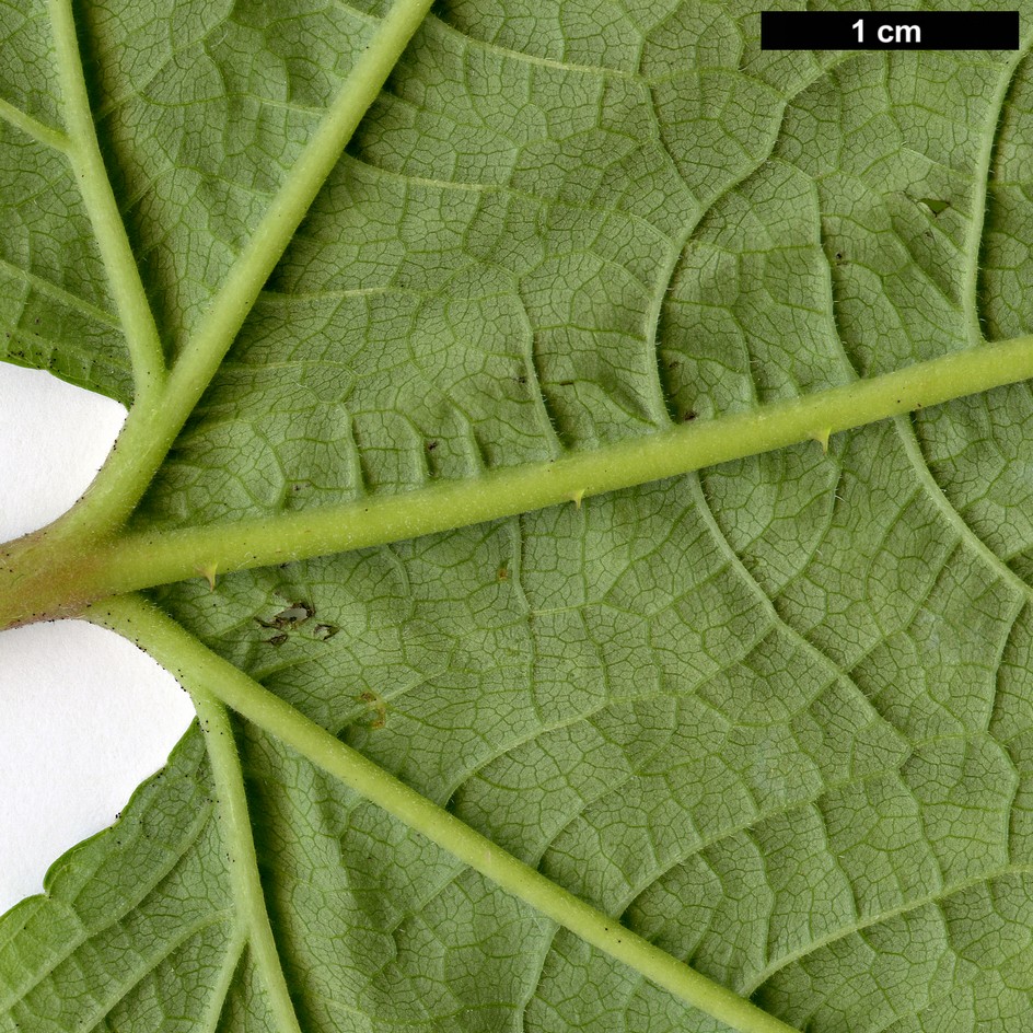 High resolution image: Family: Rosaceae - Genus: Rubus - Taxon: crataegifolius