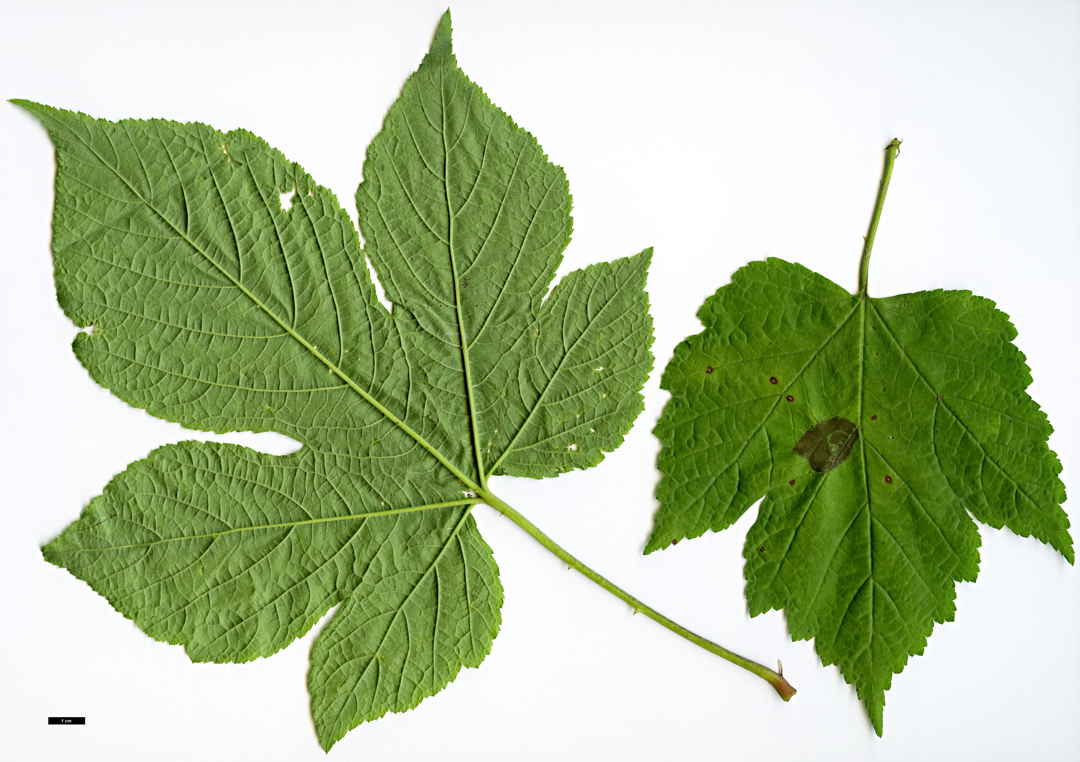 High resolution image: Family: Rosaceae - Genus: Rubus - Taxon: crataegifolius