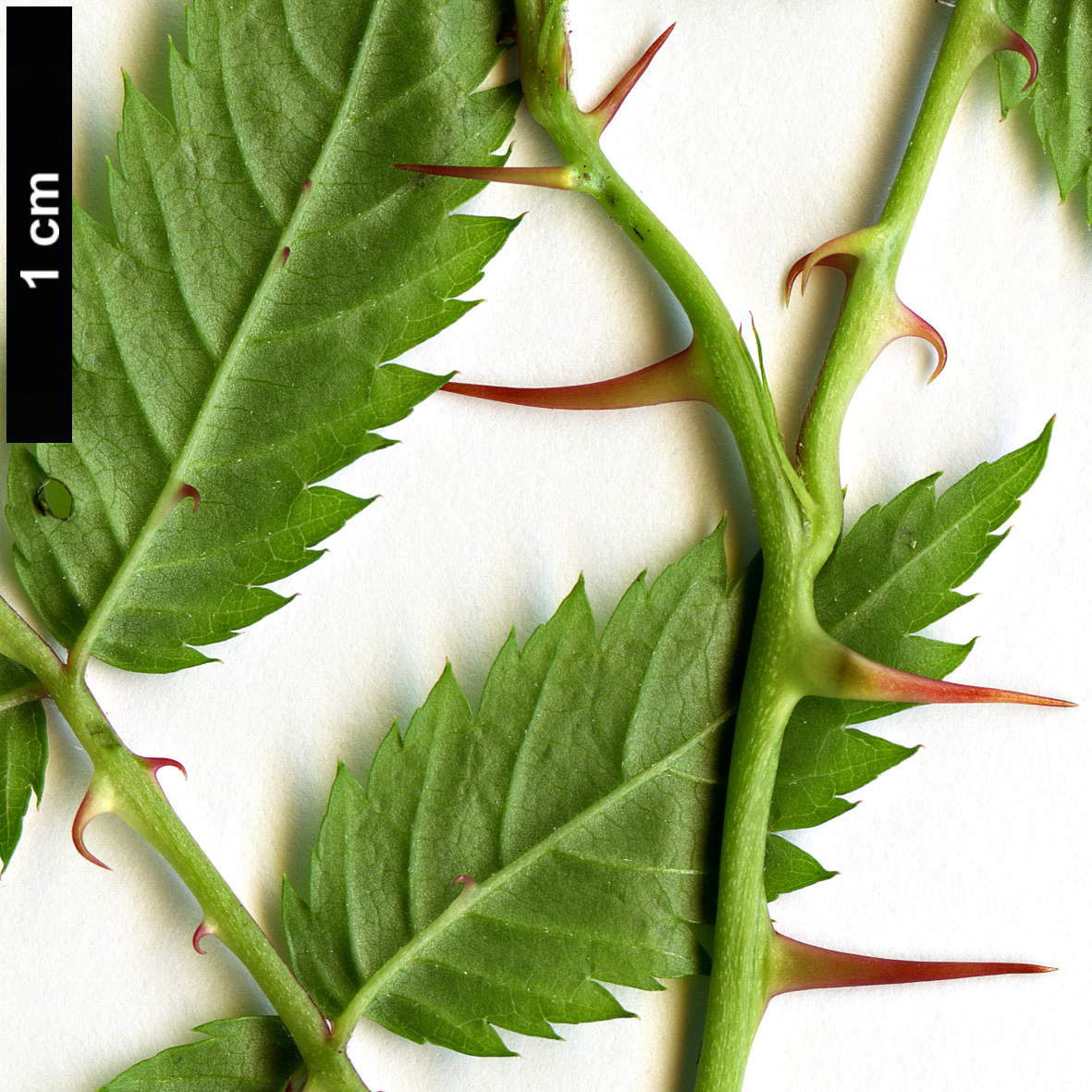 High resolution image: Family: Rosaceae - Genus: Rubus - Taxon: croceacanthus