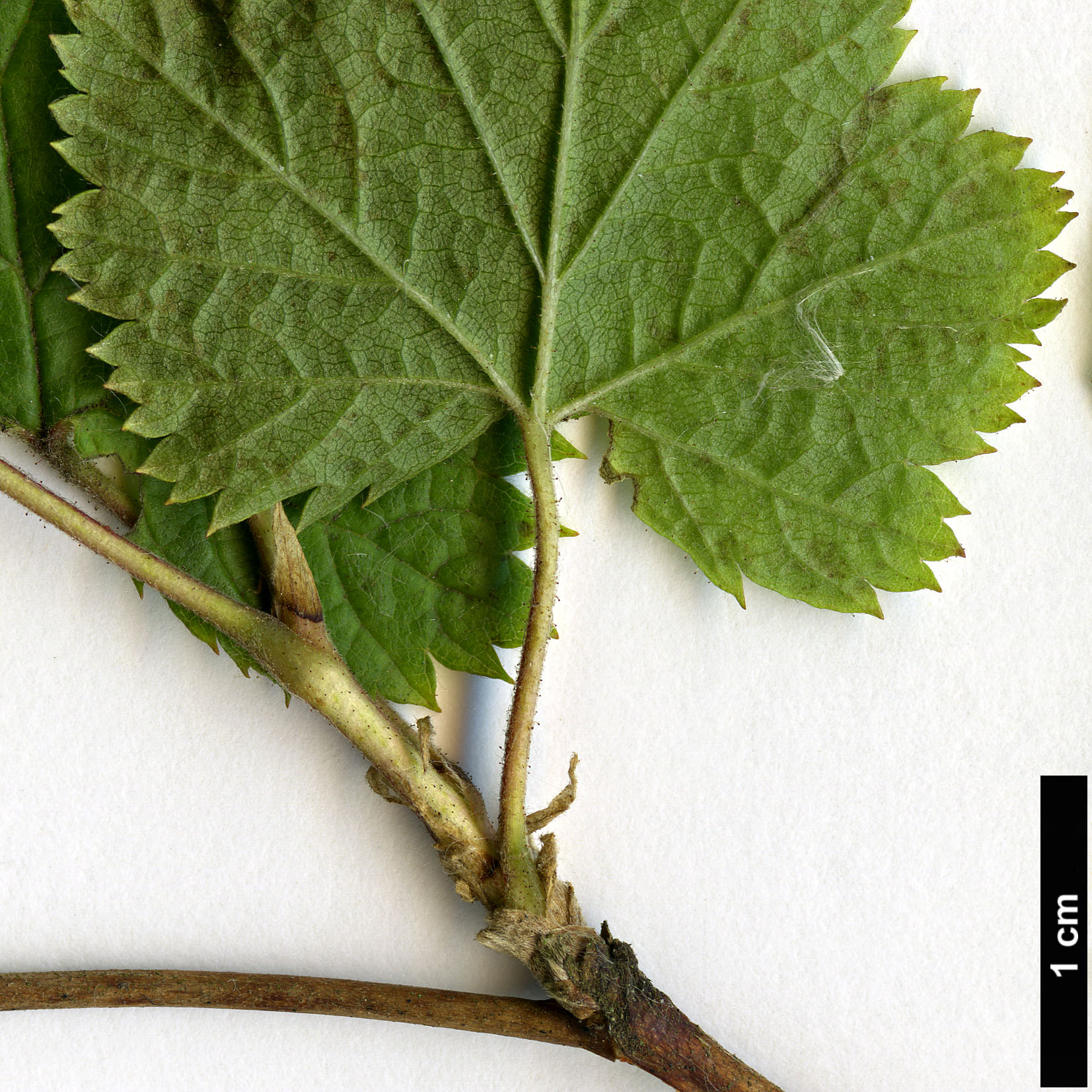High resolution image: Family: Rosaceae - Genus: Rubus - Taxon: deliciosus