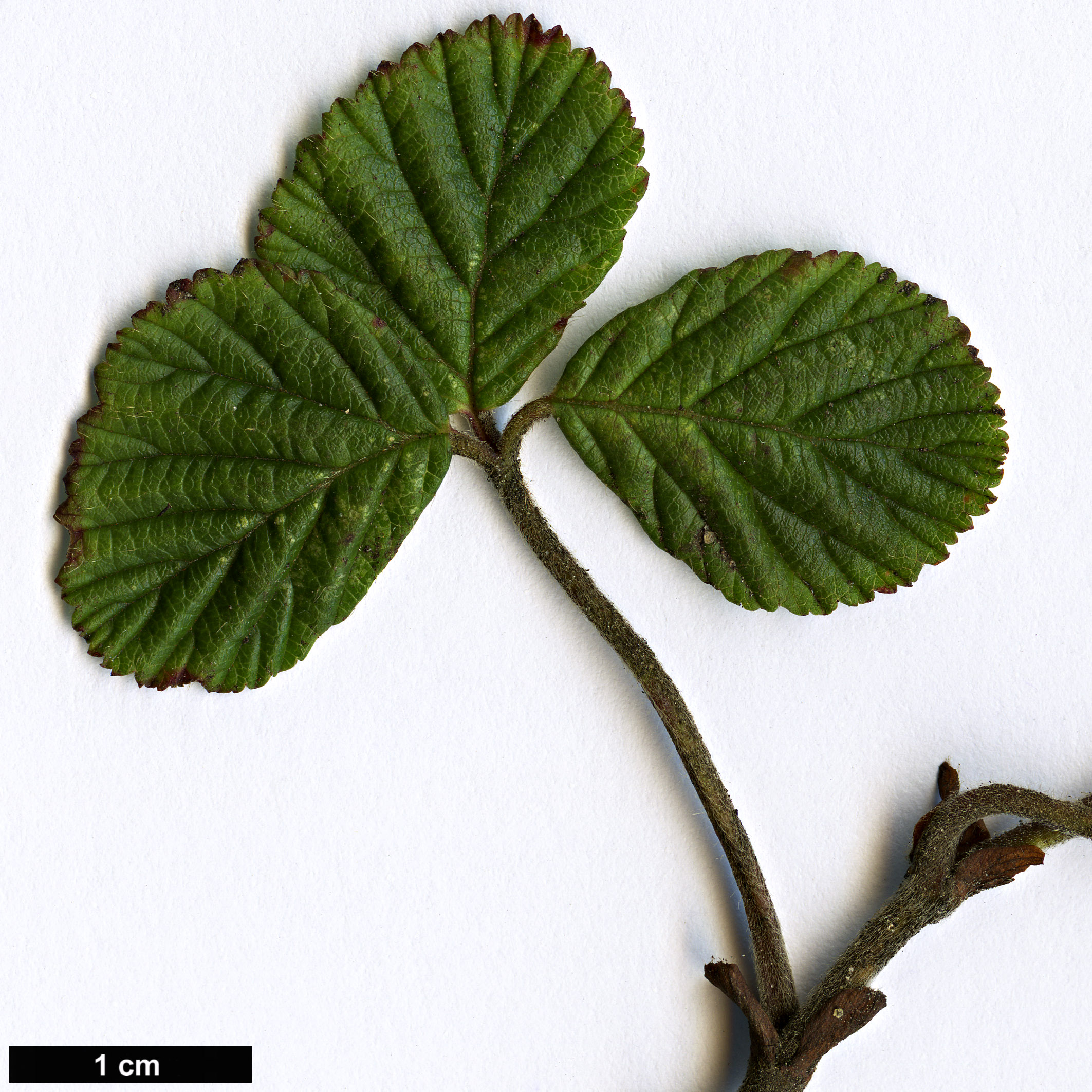 High resolution image: Family: Rosaceae - Genus: Rubus - Taxon: fockeanus