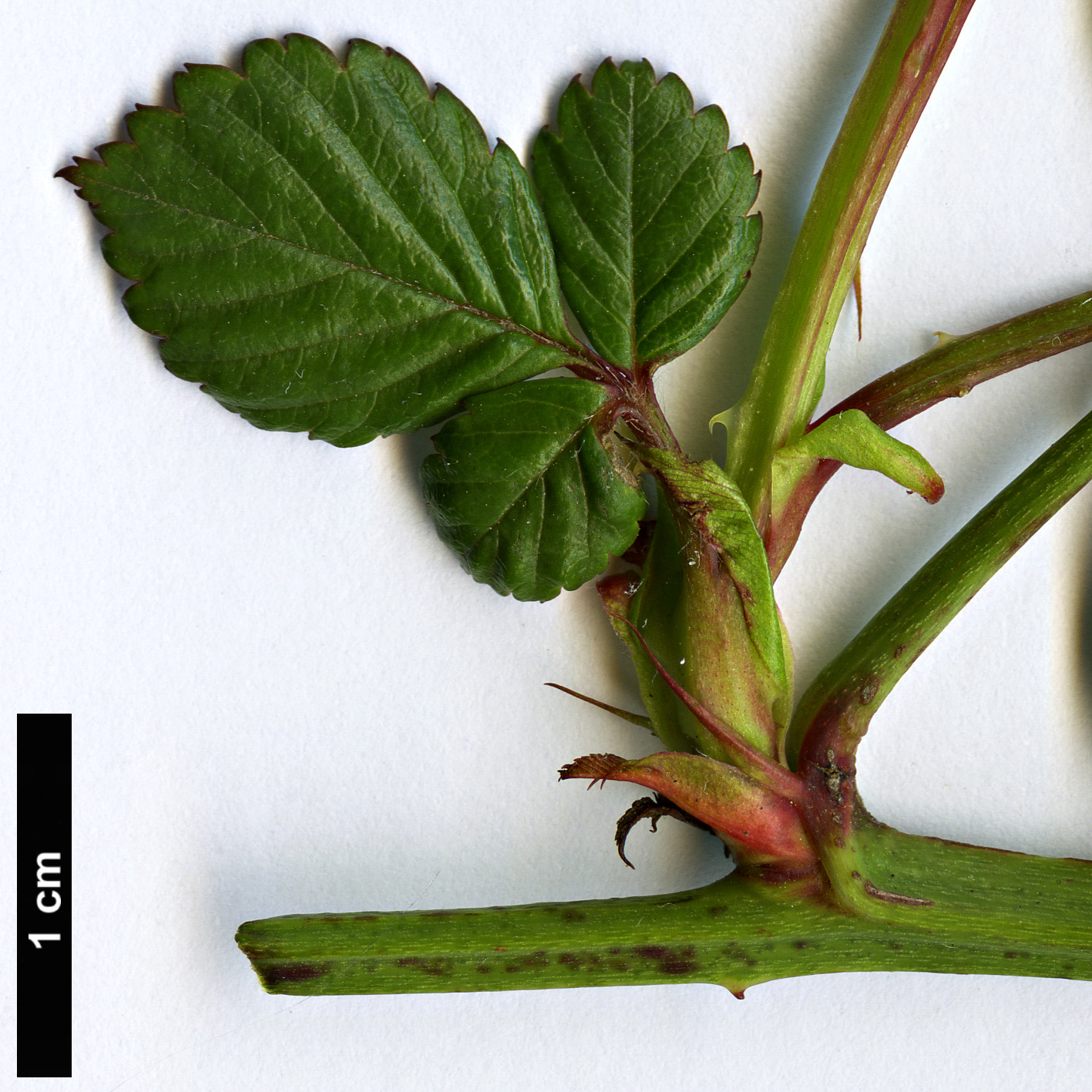 High resolution image: Family: Rosaceae - Genus: Rubus - Taxon: fraxinifolius