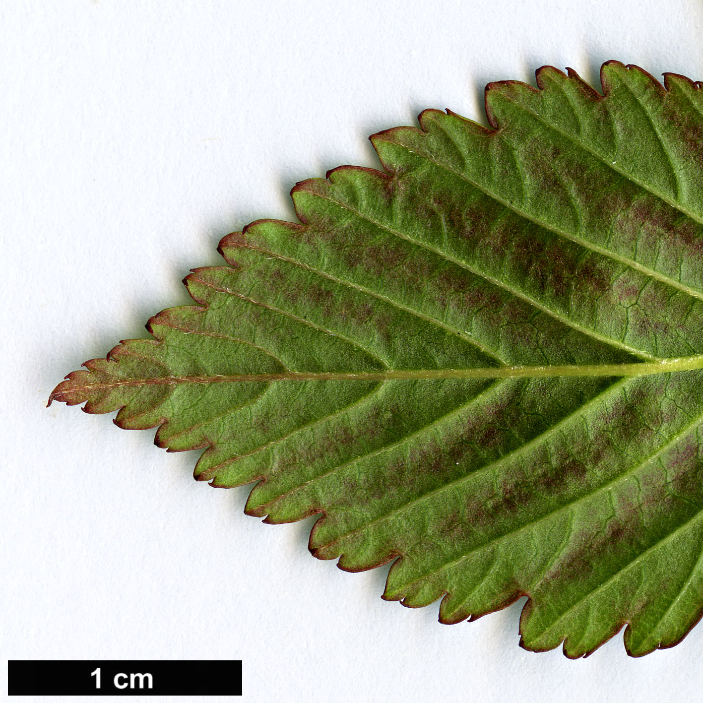 High resolution image: Family: Rosaceae - Genus: Rubus - Taxon: fraxinifolius