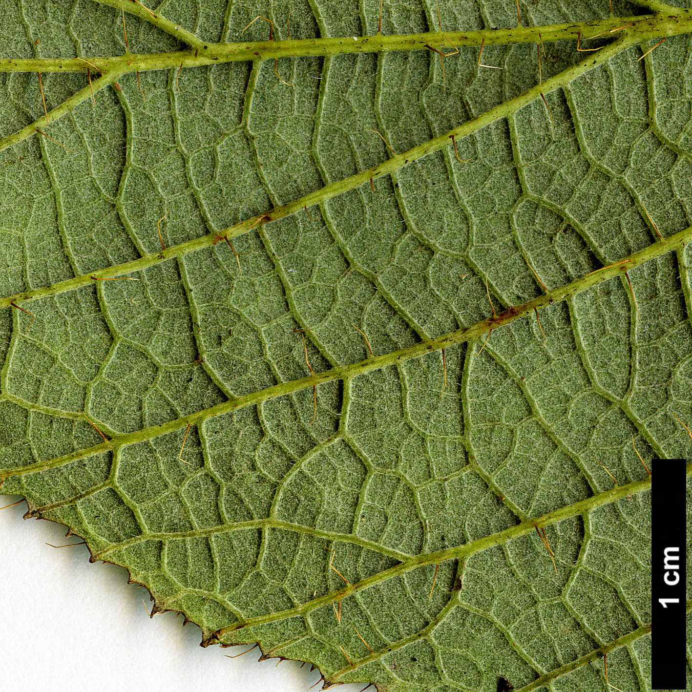 High resolution image: Family: Rosaceae - Genus: Rubus - Taxon: gongshanensis