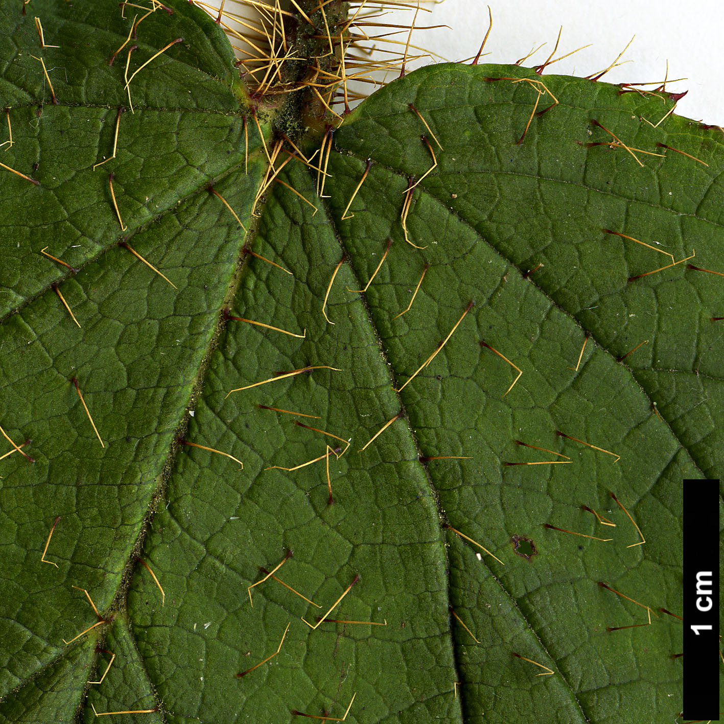 High resolution image: Family: Rosaceae - Genus: Rubus - Taxon: gongshanensis