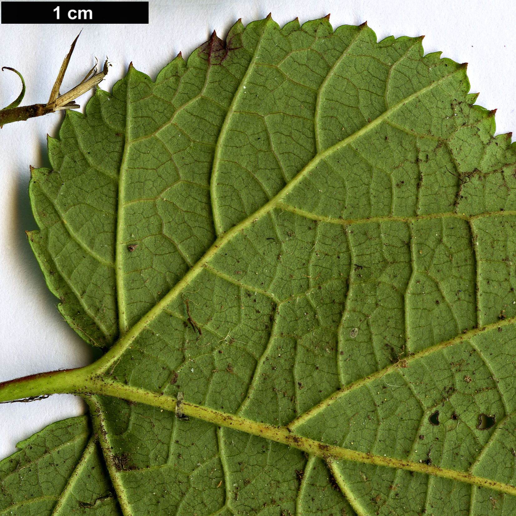 High resolution image: Family: Rosaceae - Genus: Rubus - Taxon: hakonensis