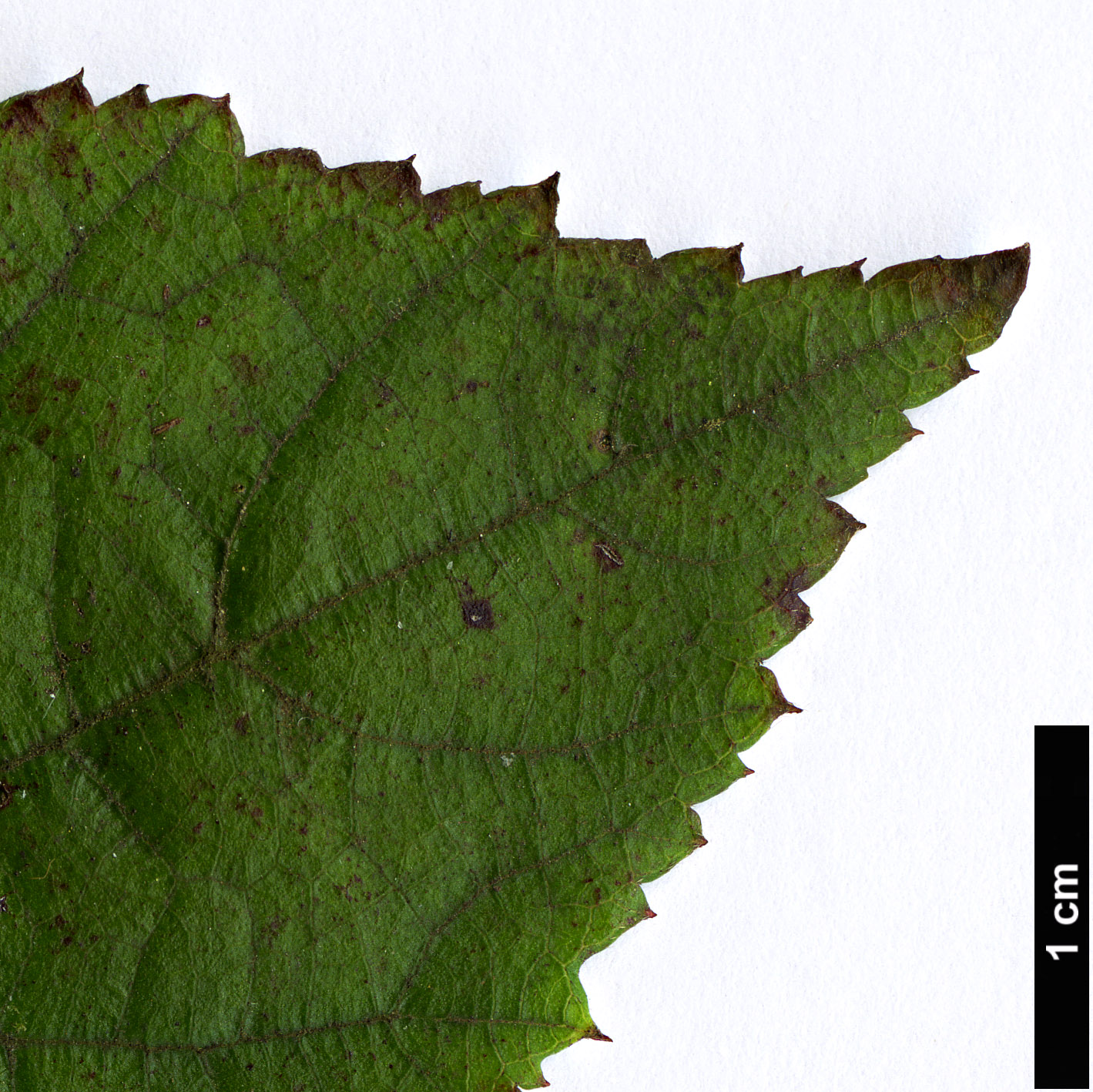High resolution image: Family: Rosaceae - Genus: Rubus - Taxon: hakonensis