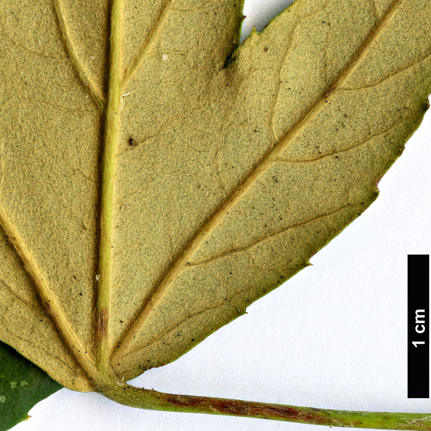 High resolution image: Family: Rosaceae - Genus: Rubus - Taxon: henryi