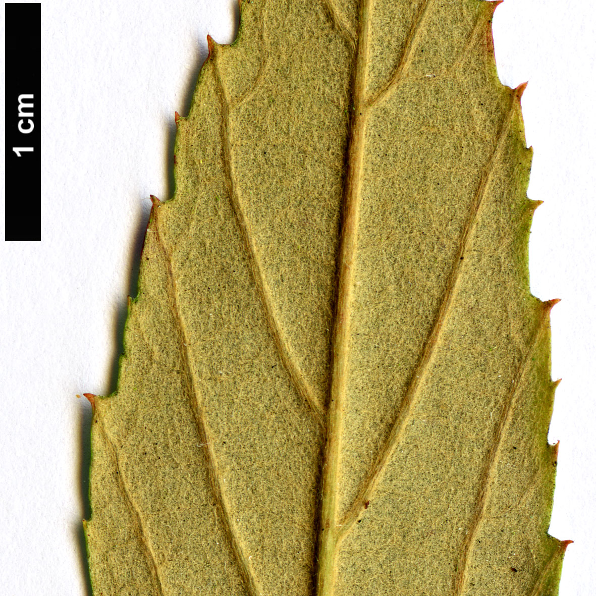 High resolution image: Family: Rosaceae - Genus: Rubus - Taxon: henryi