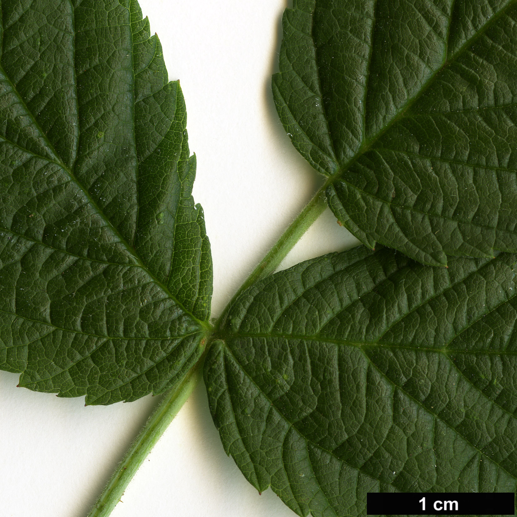 High resolution image: Family: Rosaceae - Genus: Rubus - Taxon: idaeus
