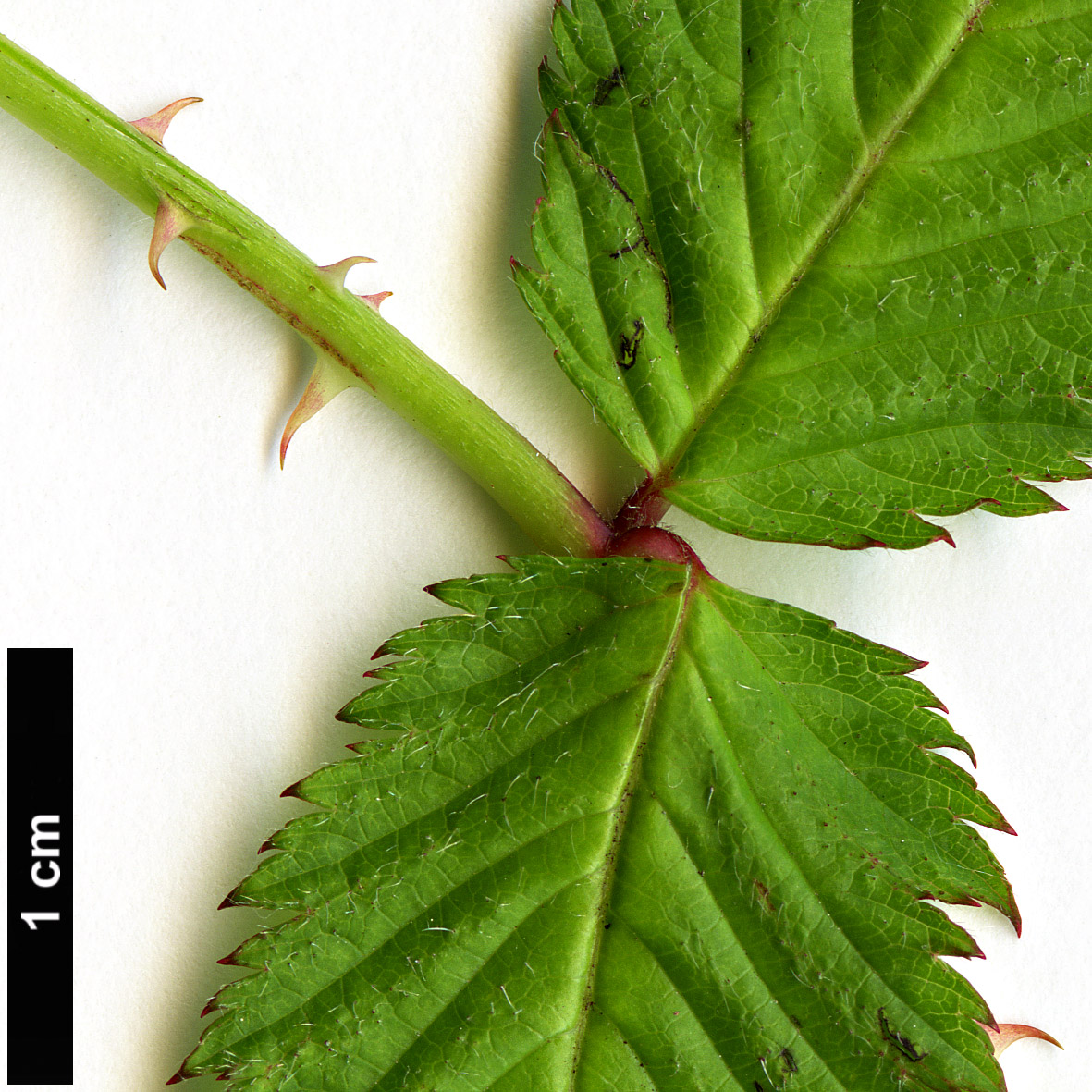 High resolution image: Family: Rosaceae - Genus: Rubus - Taxon: illecebrosus