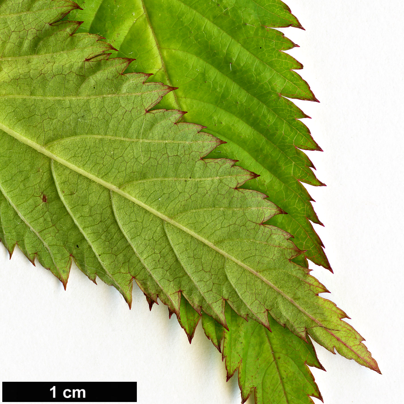 High resolution image: Family: Rosaceae - Genus: Rubus - Taxon: illecebrosus