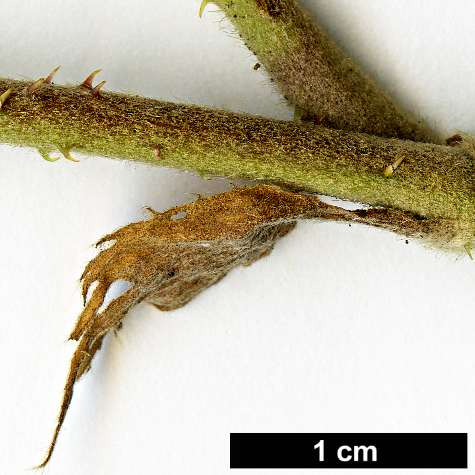 High resolution image: Family: Rosaceae - Genus: Rubus - Taxon: irenaeus