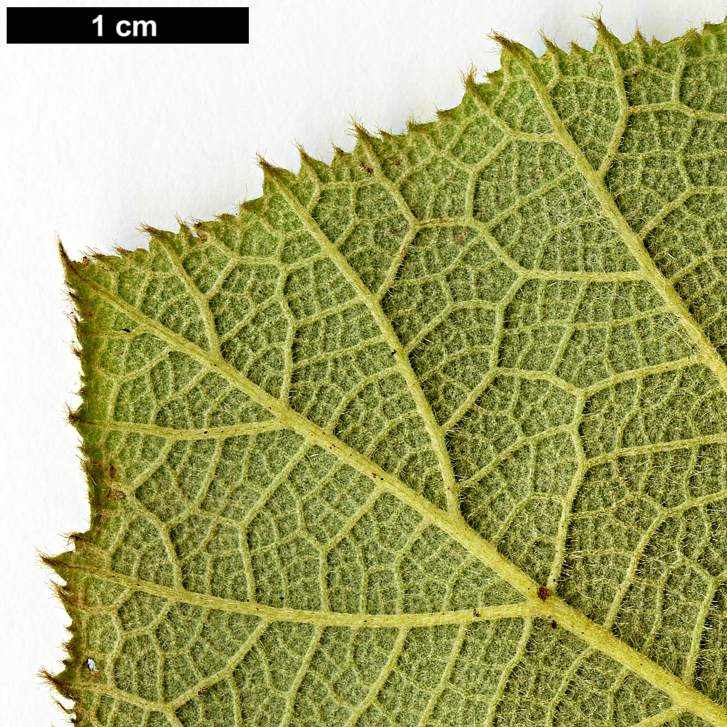 High resolution image: Family: Rosaceae - Genus: Rubus - Taxon: irenaeus