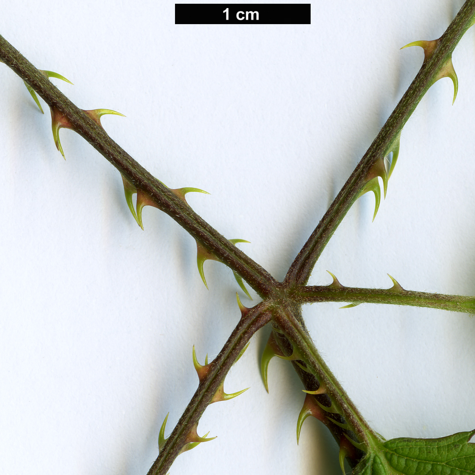 High resolution image: Family: Rosaceae - Genus: Rubus - Taxon: laciniatus