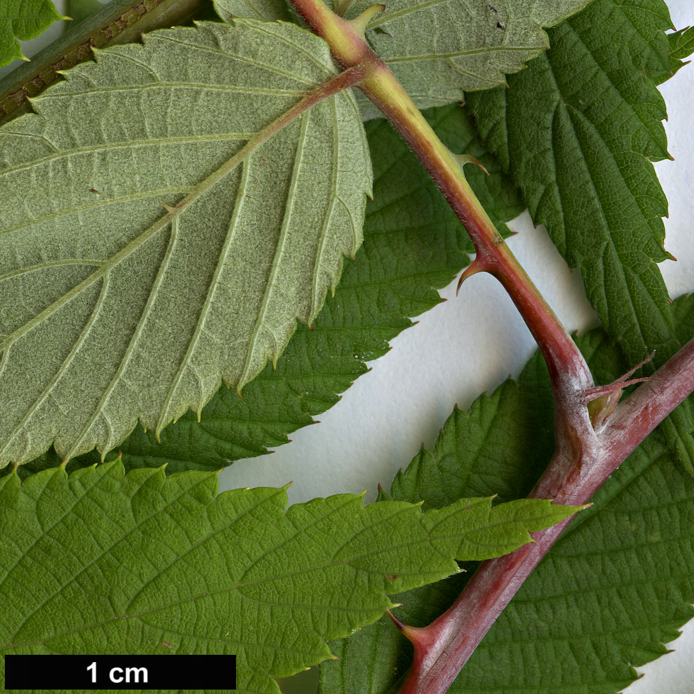 High resolution image: Family: Rosaceae - Genus: Rubus - Taxon: lasiostylus