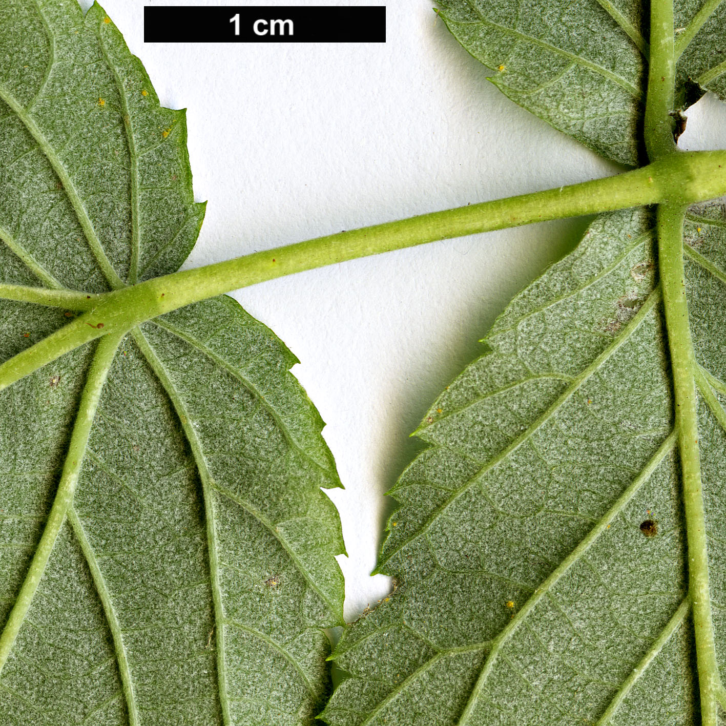 High resolution image: Family: Rosaceae - Genus: Rubus - Taxon: leucodermis
