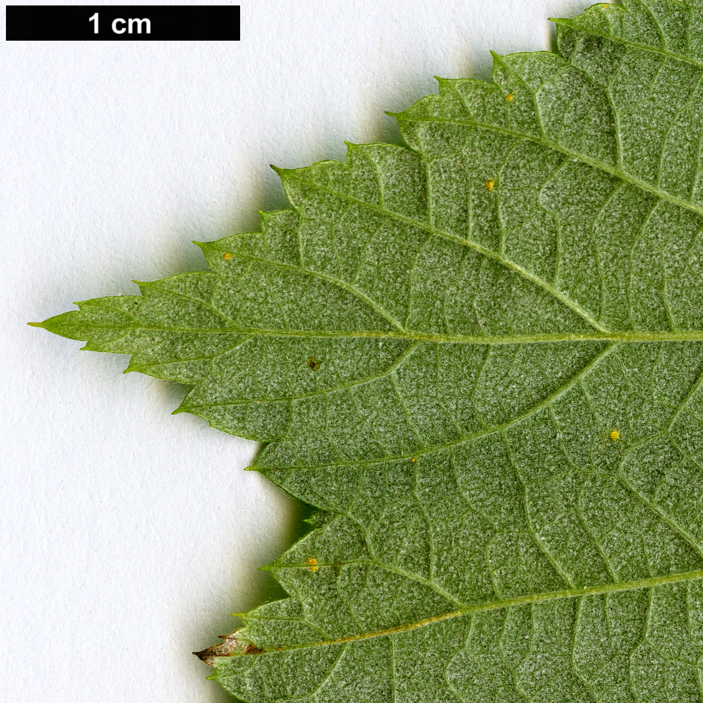 High resolution image: Family: Rosaceae - Genus: Rubus - Taxon: leucodermis
