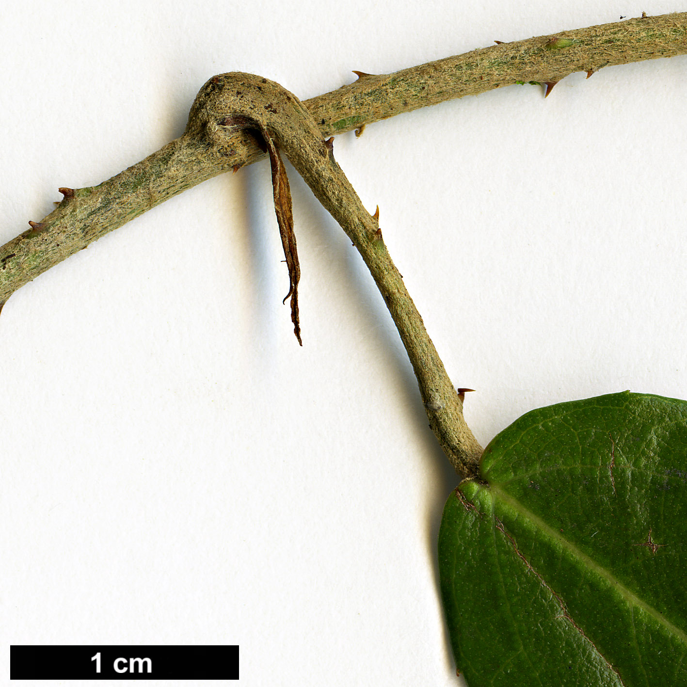 High resolution image: Family: Rosaceae - Genus: Rubus - Taxon: liui