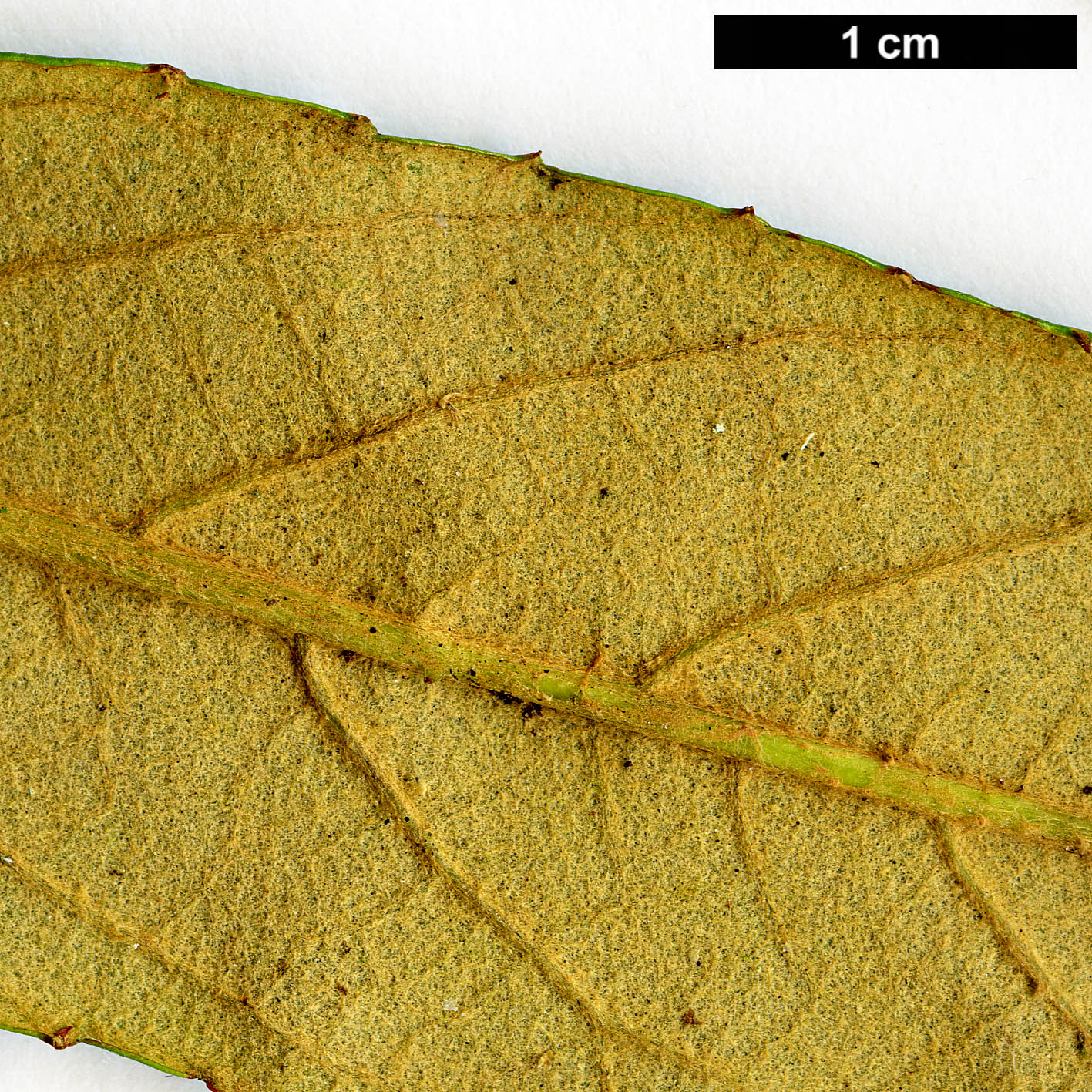 High resolution image: Family: Rosaceae - Genus: Rubus - Taxon: liui