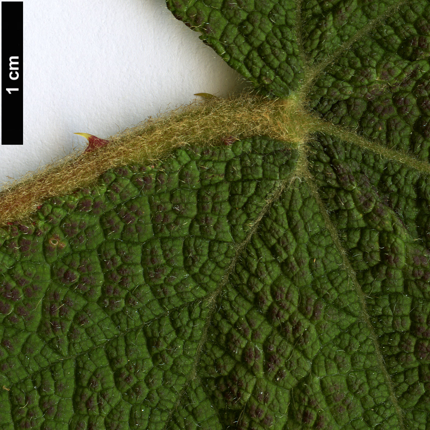 High resolution image: Family: Rosaceae - Genus: Rubus - Taxon: maliformis