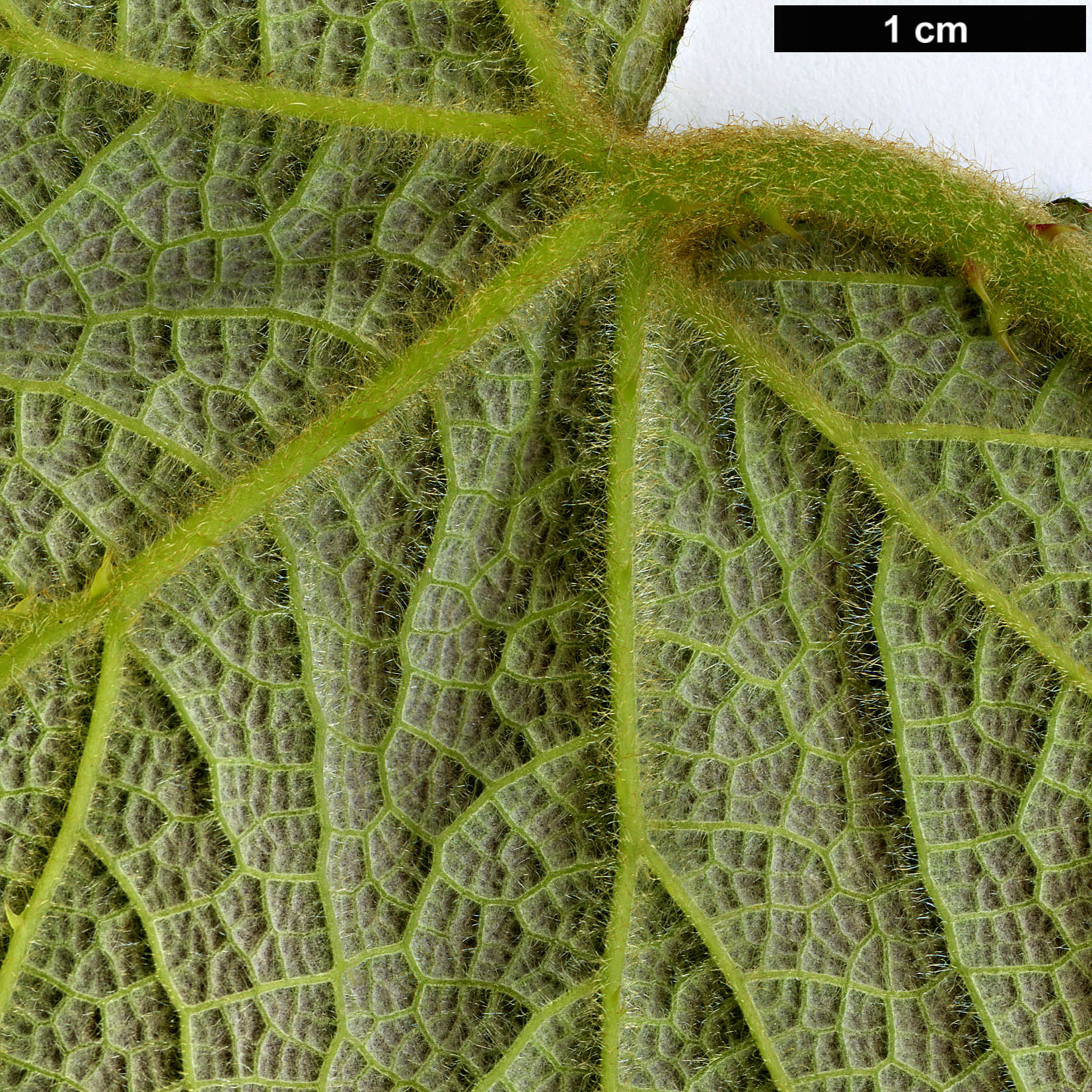 High resolution image: Family: Rosaceae - Genus: Rubus - Taxon: maliformis