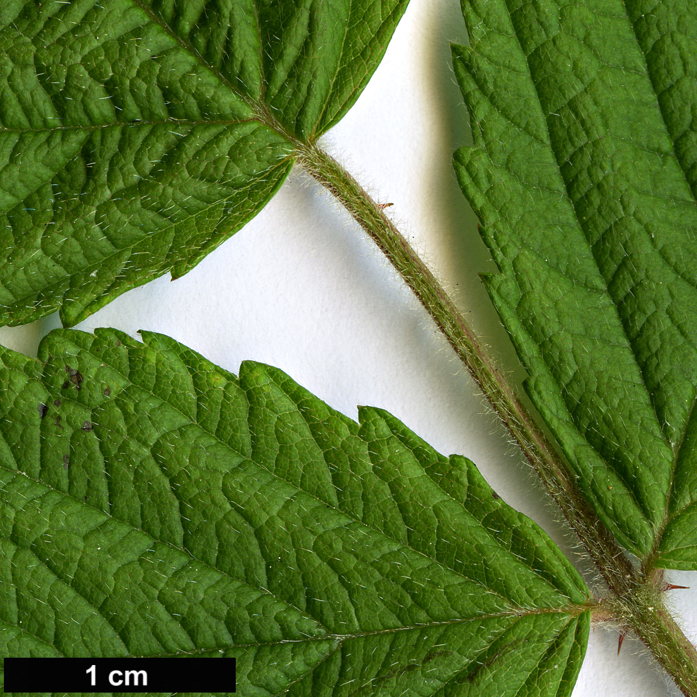 High resolution image: Family: Rosaceae - Genus: Rubus - Taxon: mesogaeus