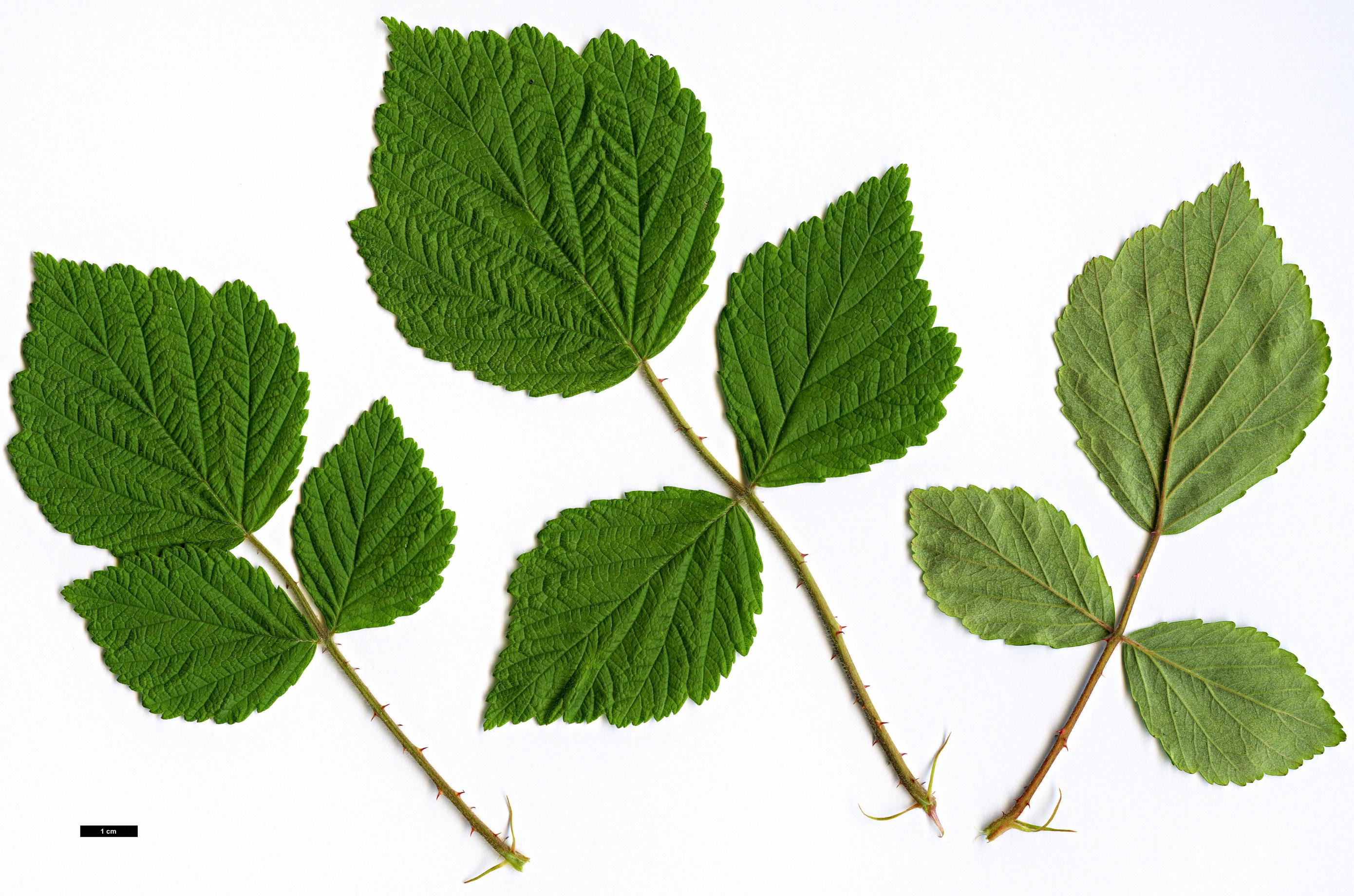 High resolution image: Family: Rosaceae - Genus: Rubus - Taxon: mesogaeus