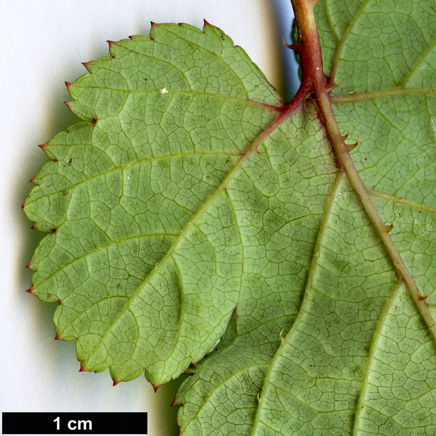 High resolution image: Family: Rosaceae - Genus: Rubus - Taxon: microphyllus