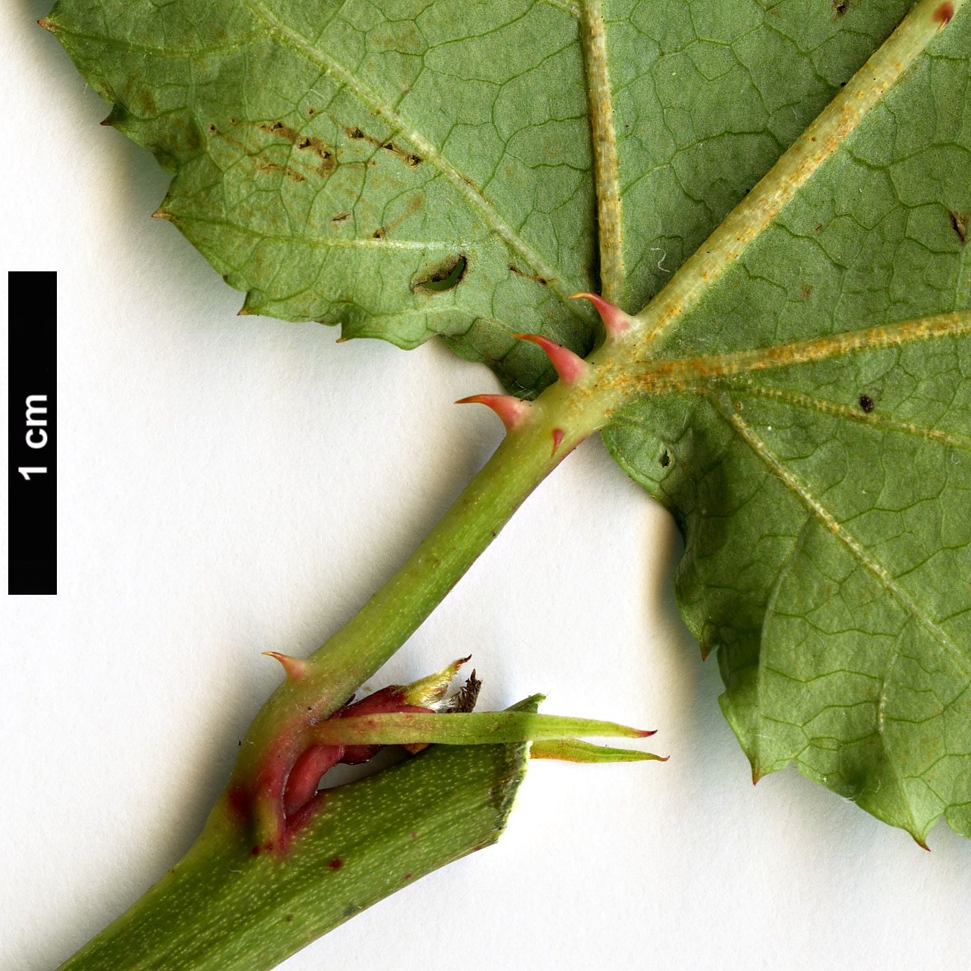 High resolution image: Family: Rosaceae - Genus: Rubus - Taxon: palmatus