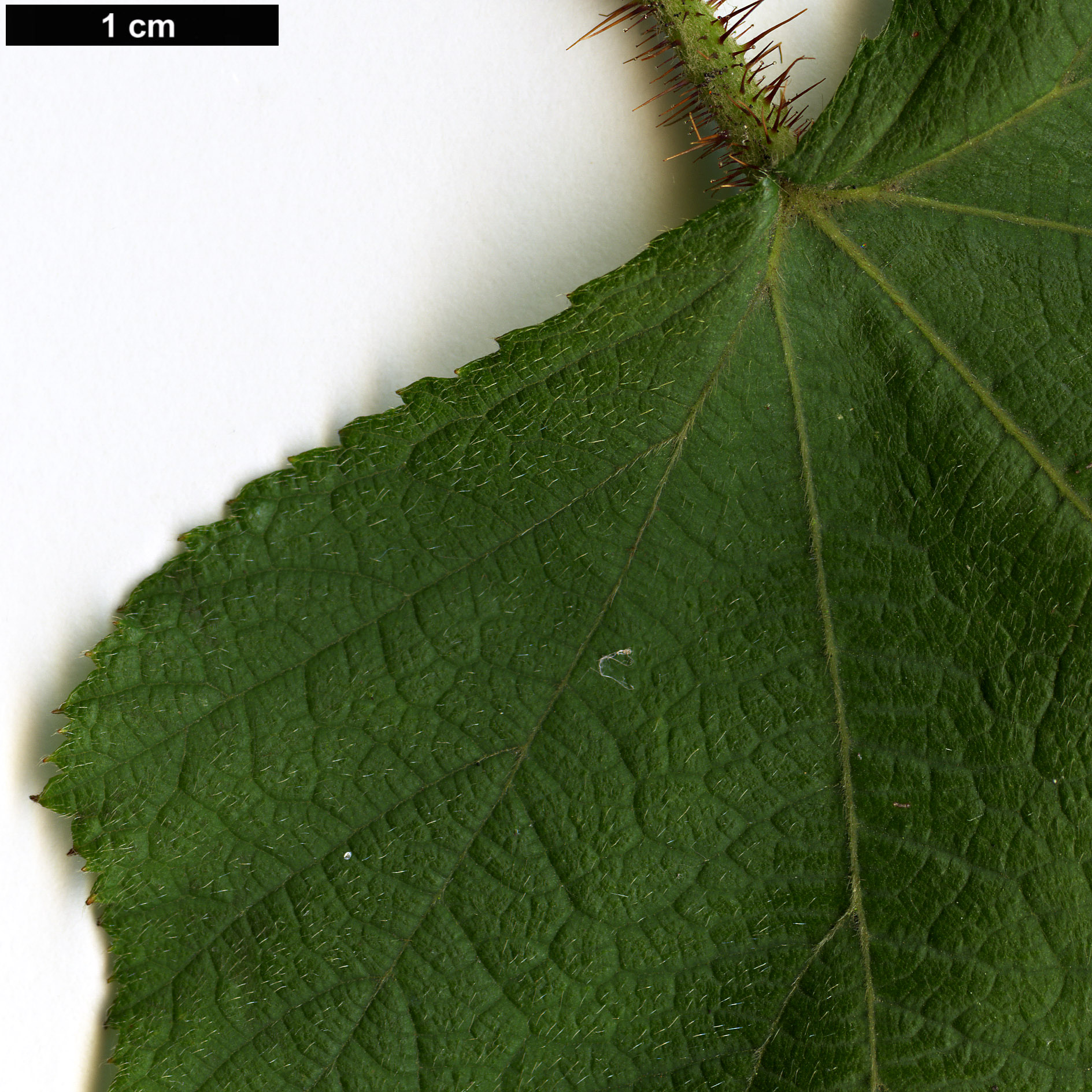 High resolution image: Family: Rosaceae - Genus: Rubus - Taxon: parkeri