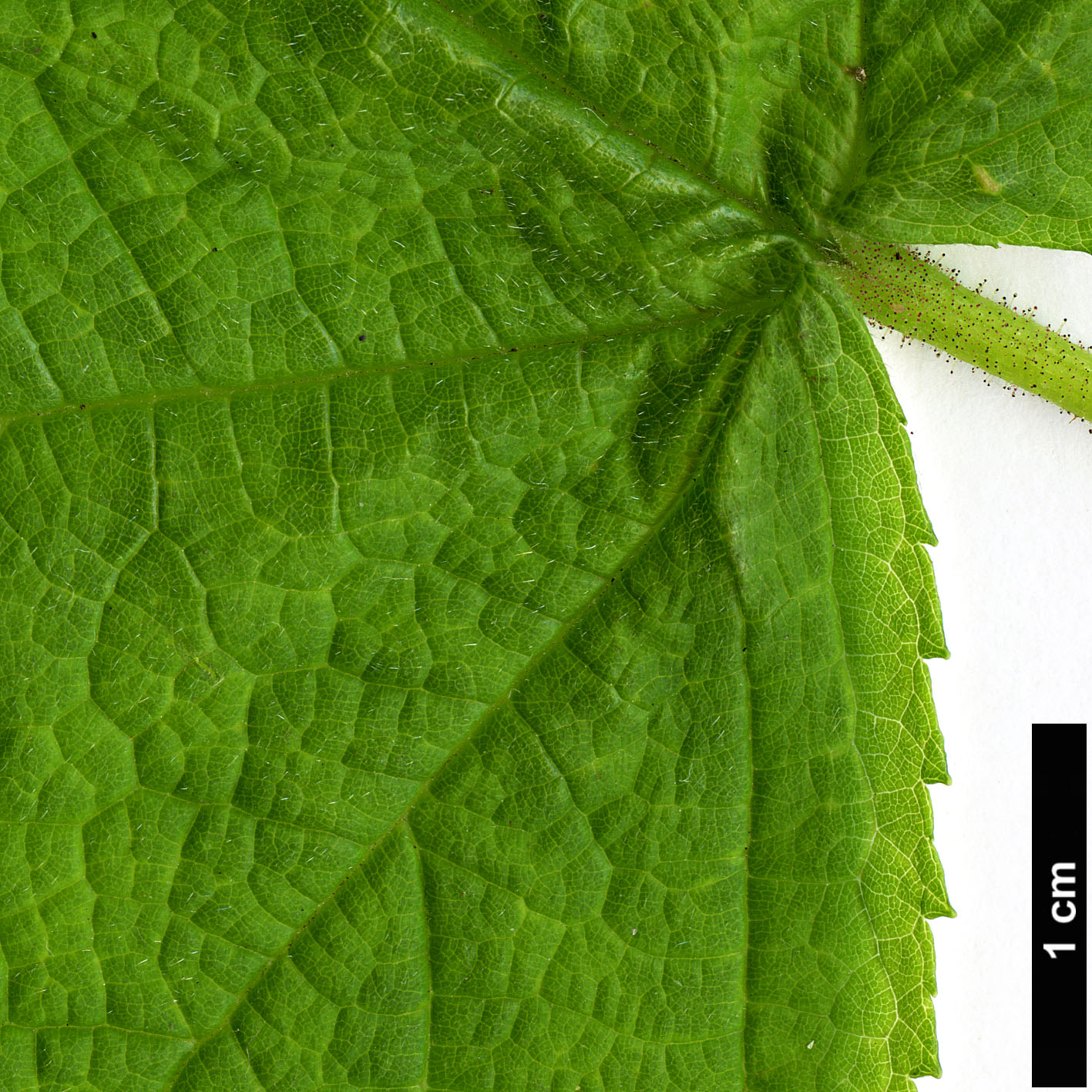 High resolution image: Family: Rosaceae - Genus: Rubus - Taxon: parviflorus