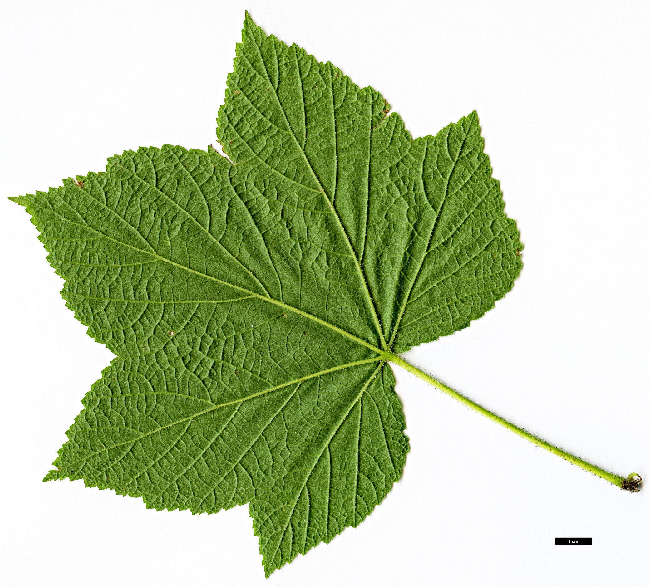 High resolution image: Family: Rosaceae - Genus: Rubus - Taxon: parviflorus