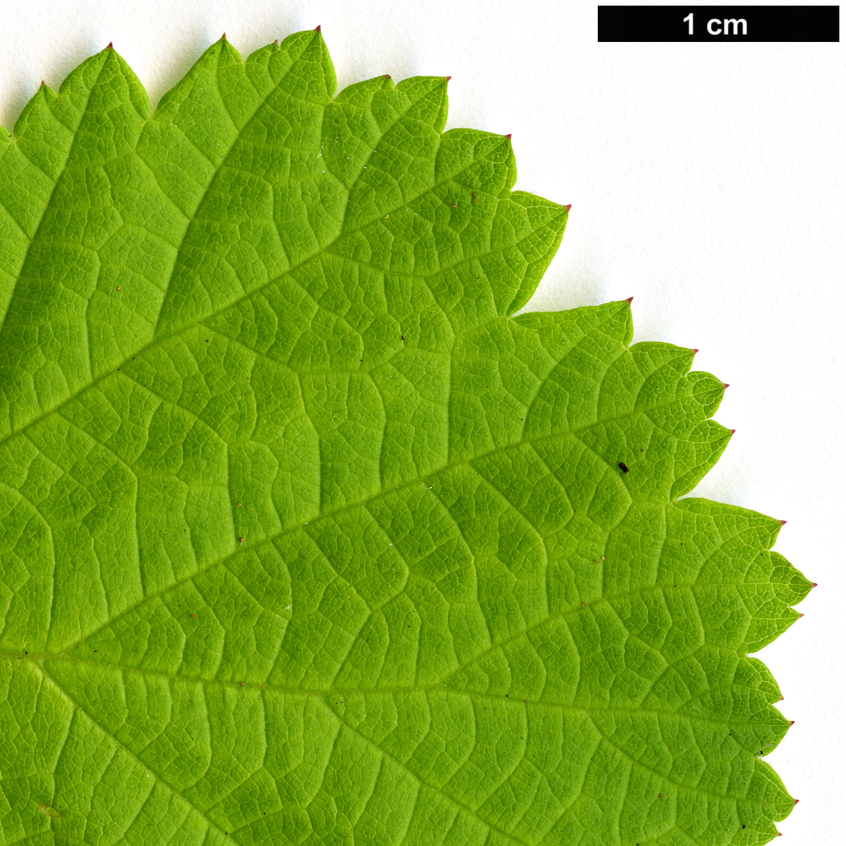 High resolution image: Family: Rosaceae - Genus: Rubus - Taxon: parvifolius - SpeciesSub: ‘Ogon’