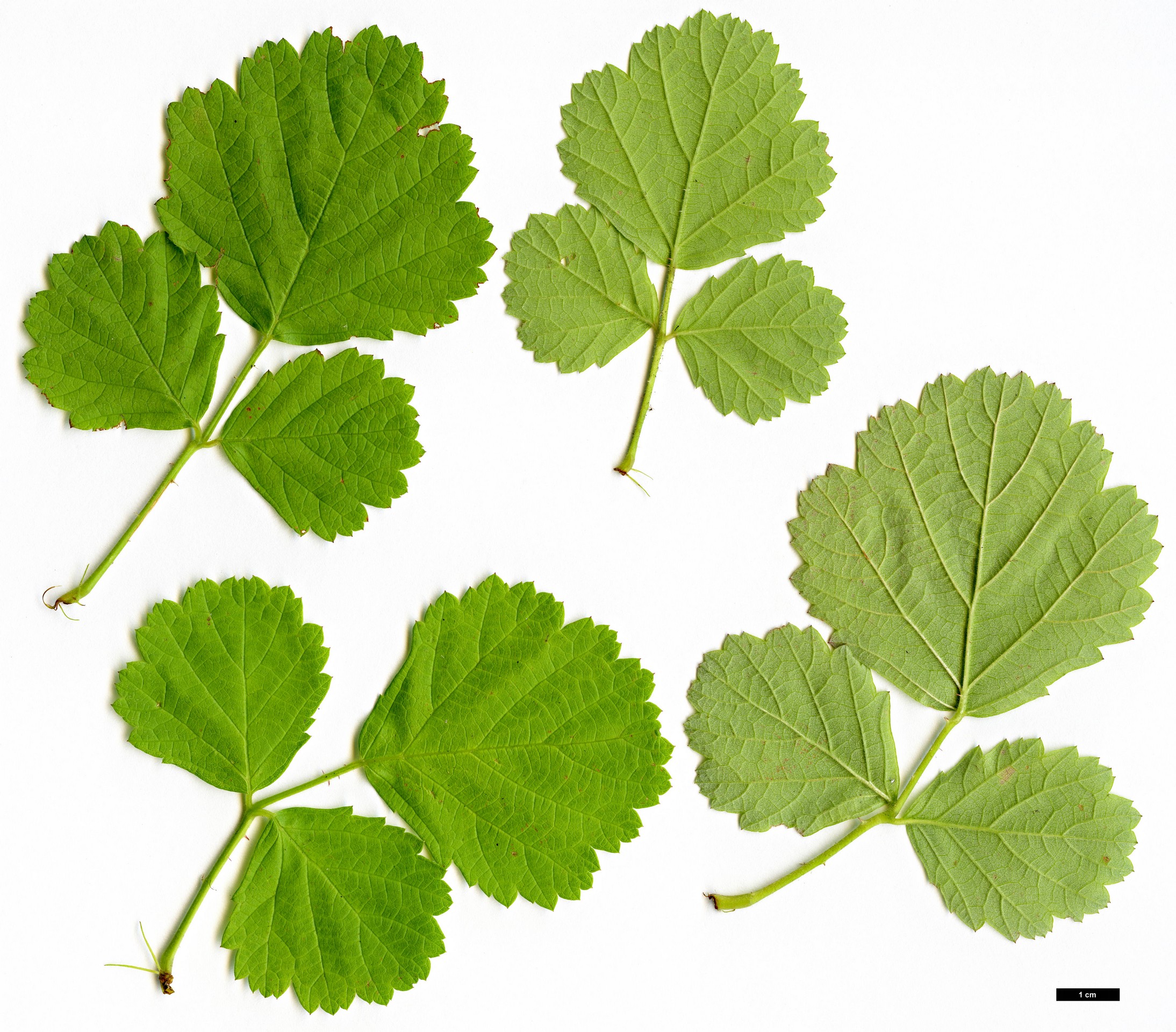High resolution image: Family: Rosaceae - Genus: Rubus - Taxon: parvifolius - SpeciesSub: ‘Ogon’