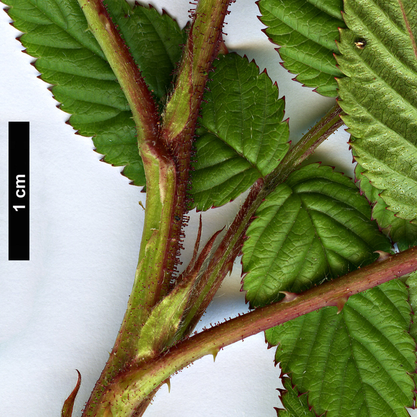 High resolution image: Family: Rosaceae - Genus: Rubus - Taxon: parvifraxinifolia
