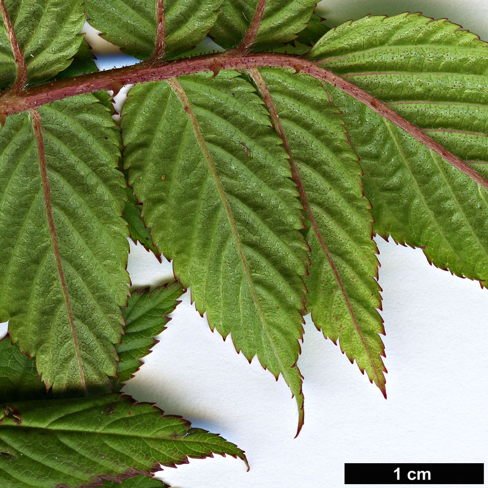 High resolution image: Family: Rosaceae - Genus: Rubus - Taxon: parvifraxinifolia