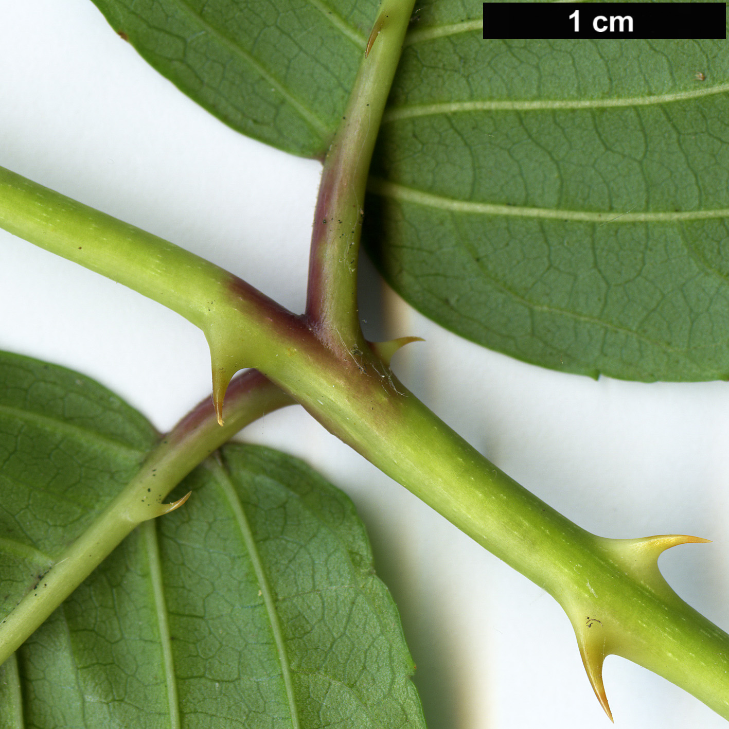 High resolution image: Family: Rosaceae - Genus: Rubus - Taxon: paucidentatus
